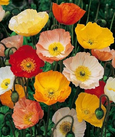 Papaver nudicaule
