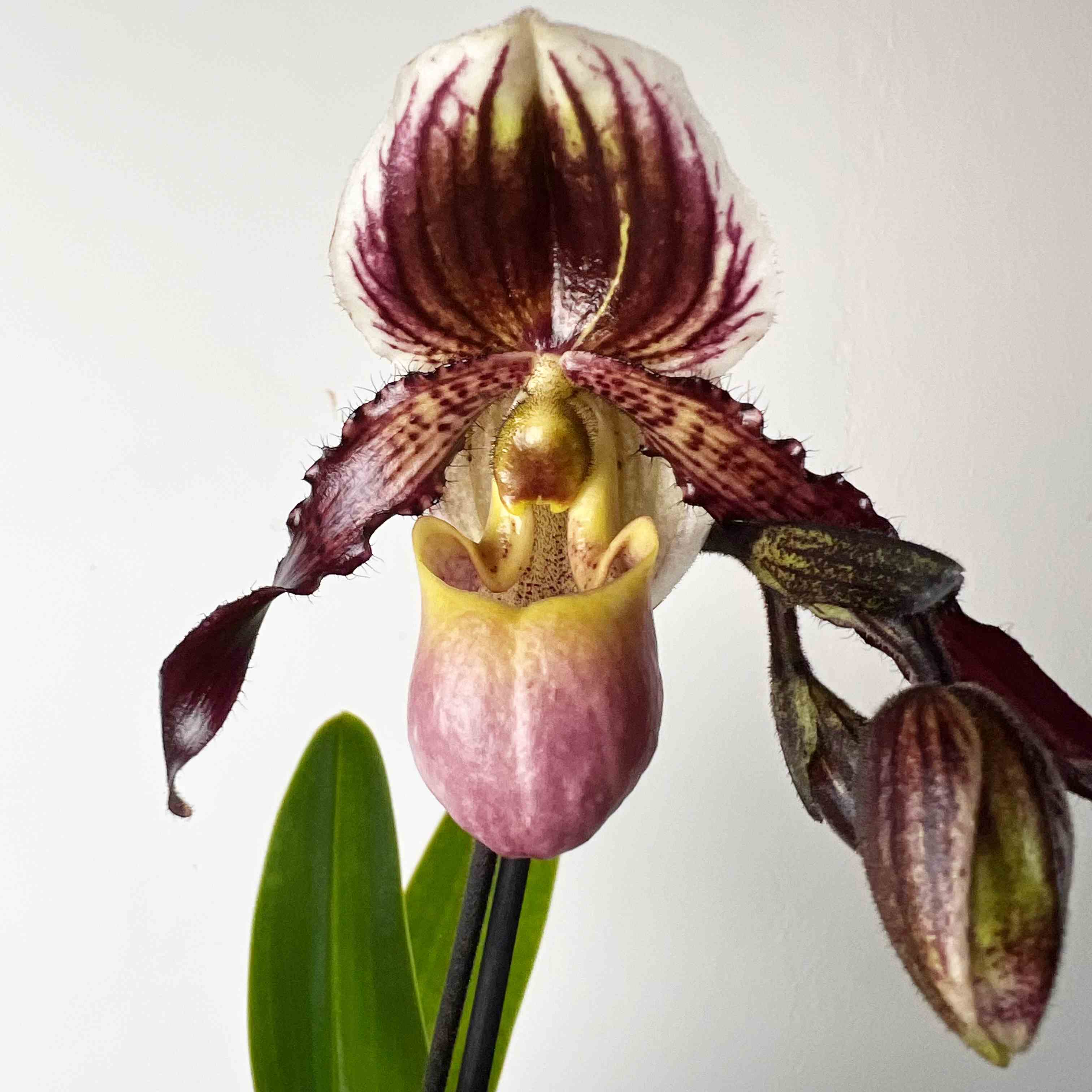 Paphiopedilum Herbert Bernhart