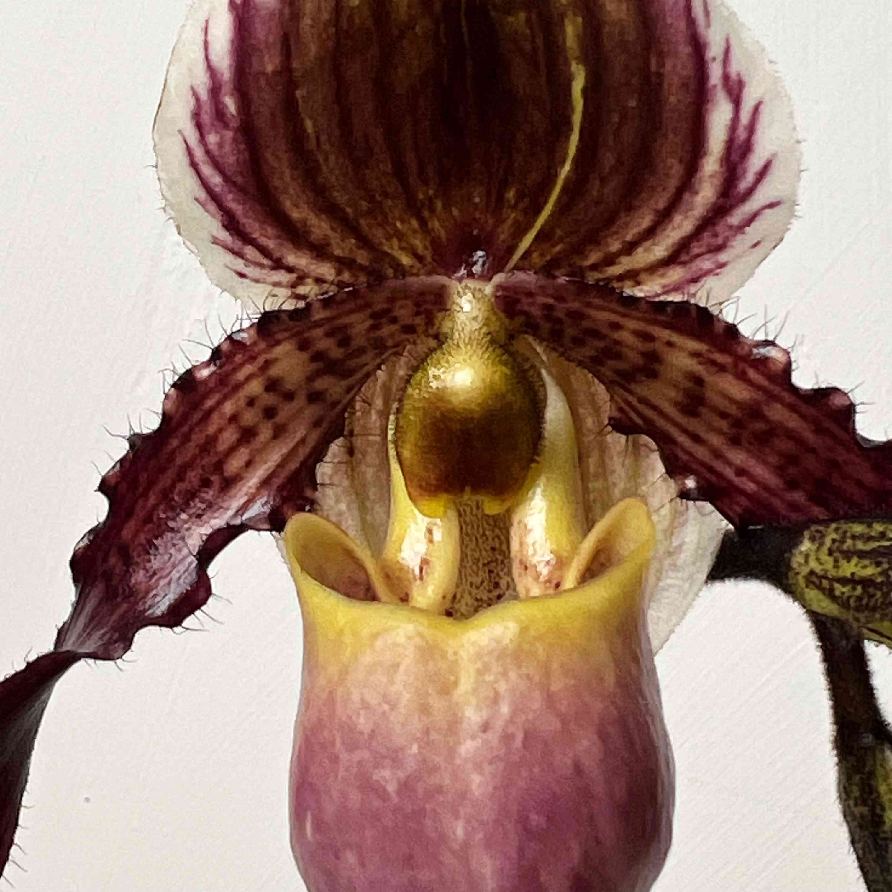 Paphiopedilum Herbert Bernhart