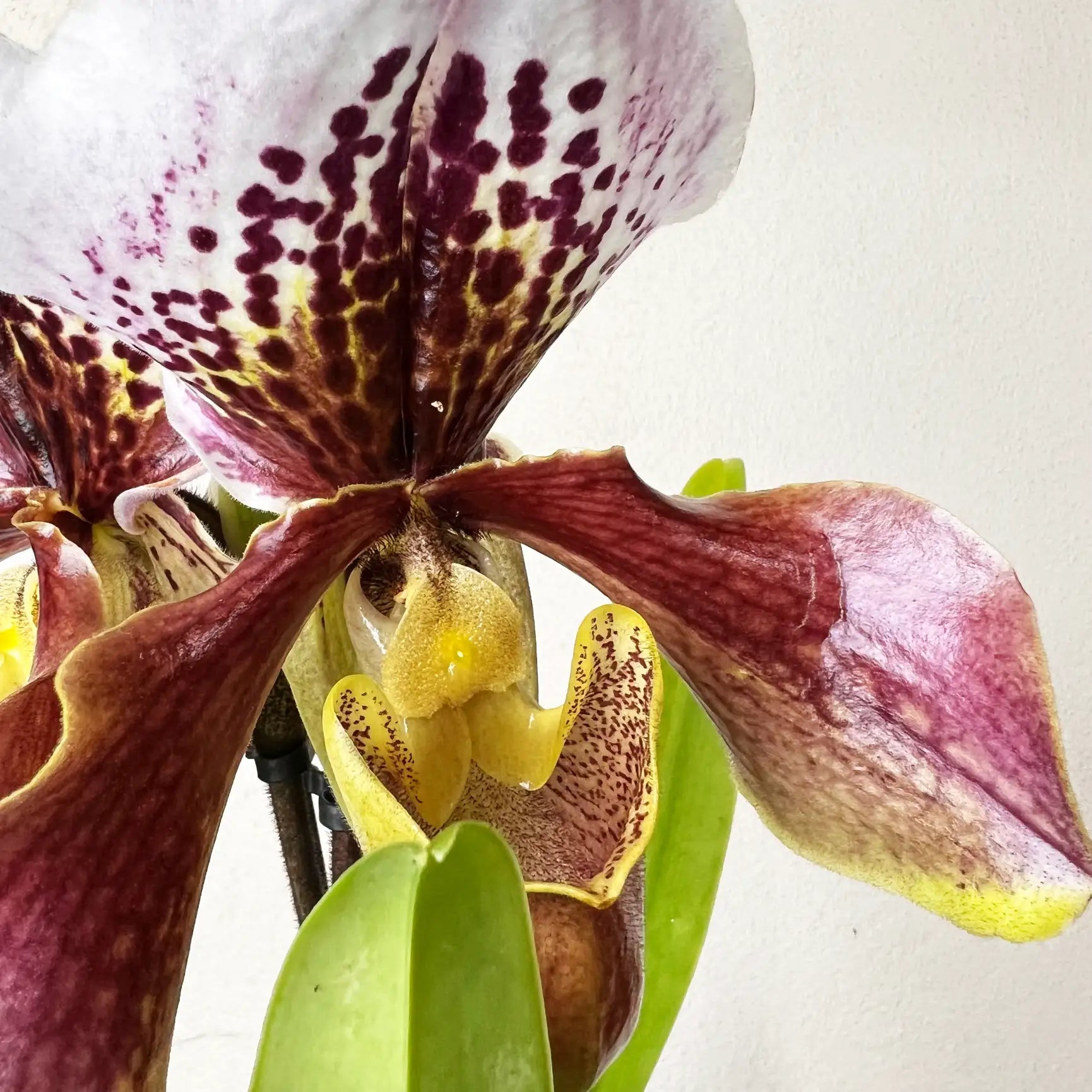 Paphiopedilum Margot