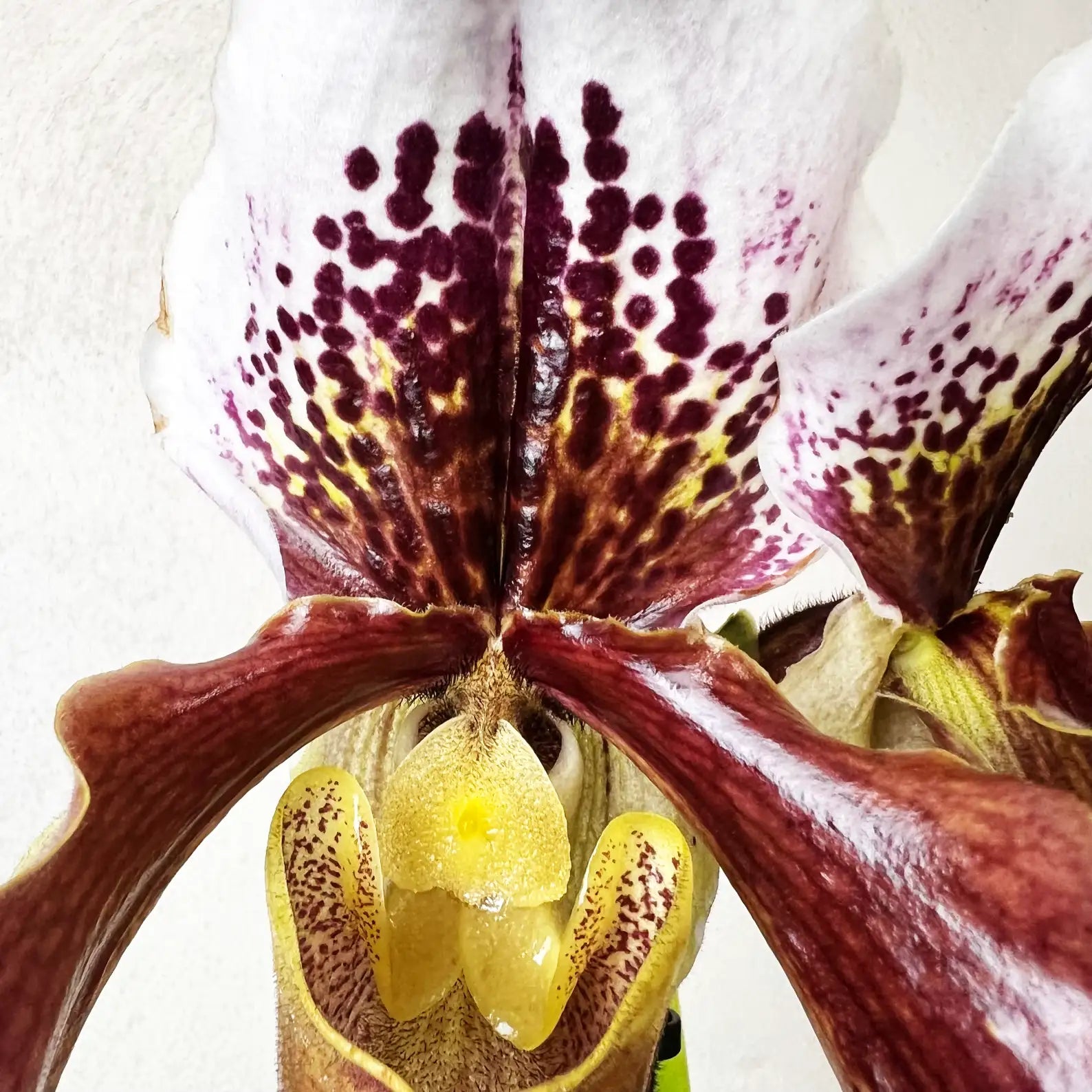 Paphiopedilum Margot