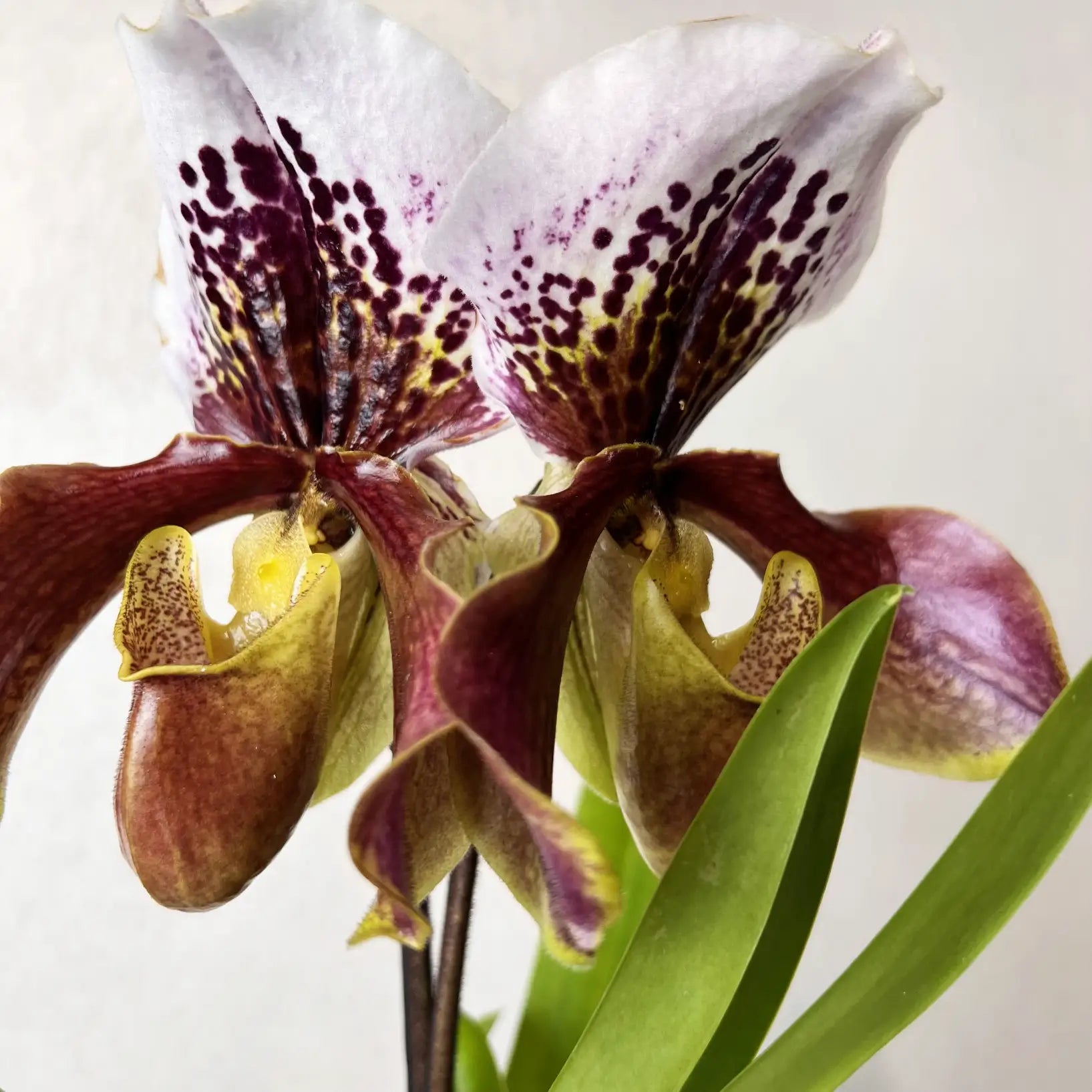 Paphiopedilum Margot