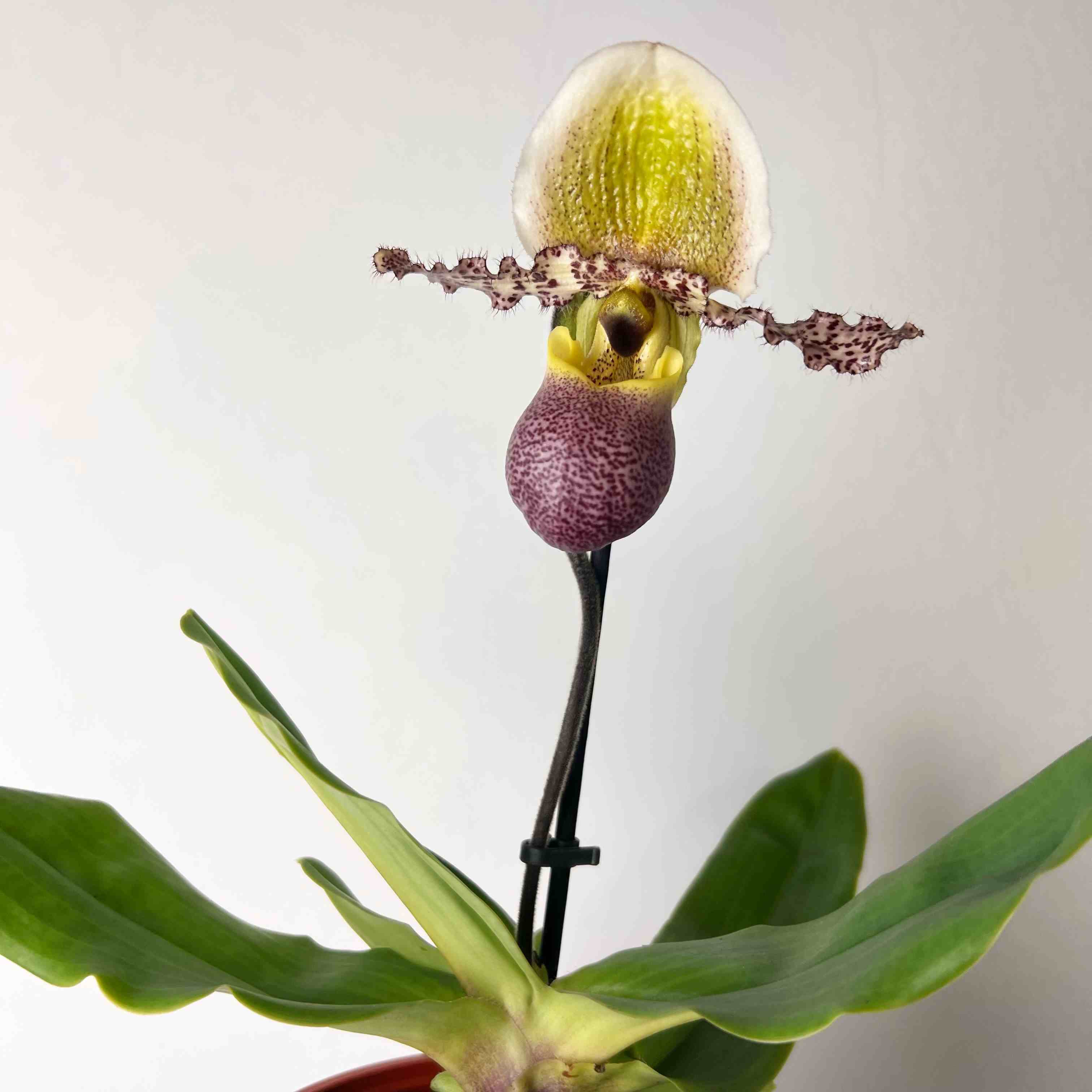 Paphiopedilum Pinocchio