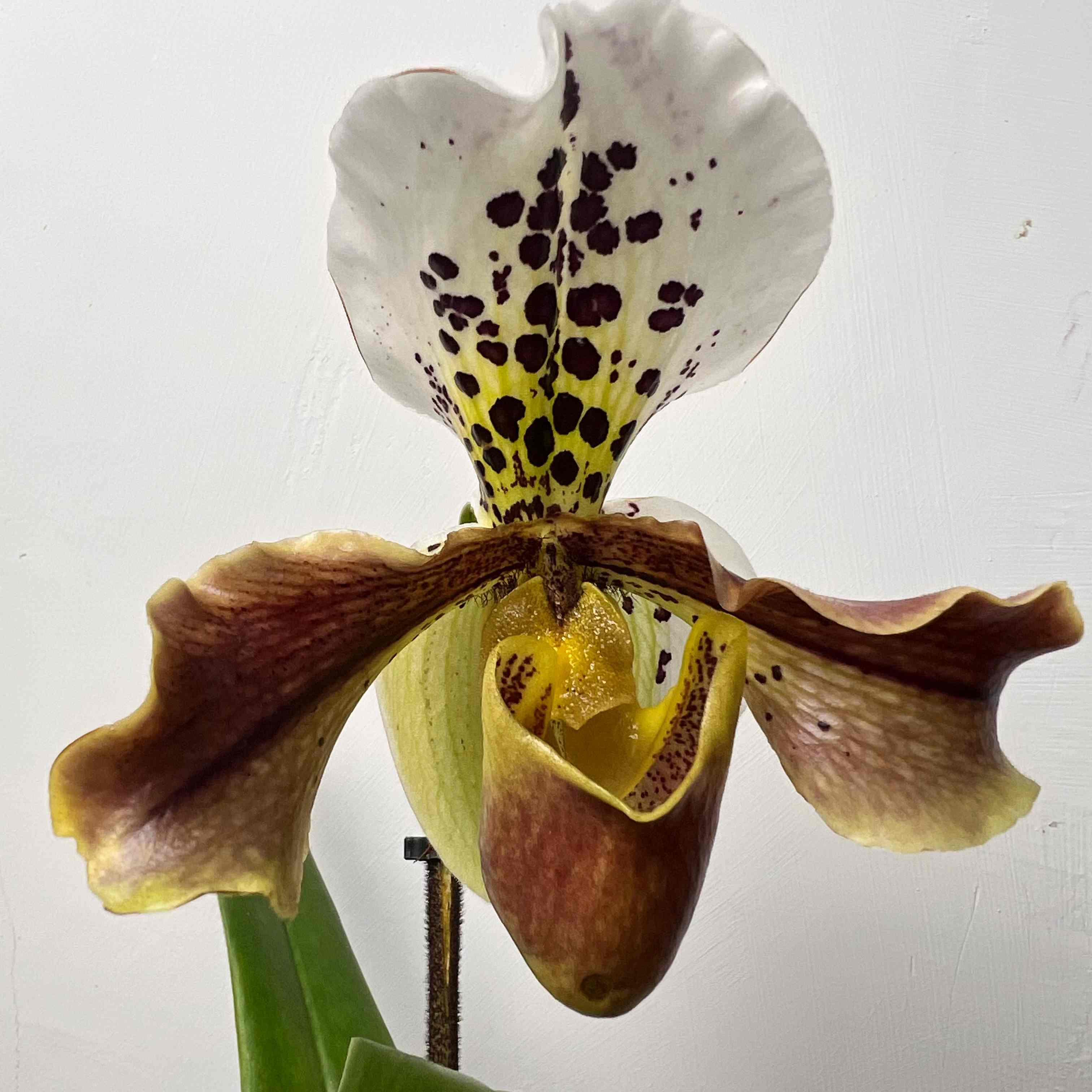 Paphiopedilum American Hybrid