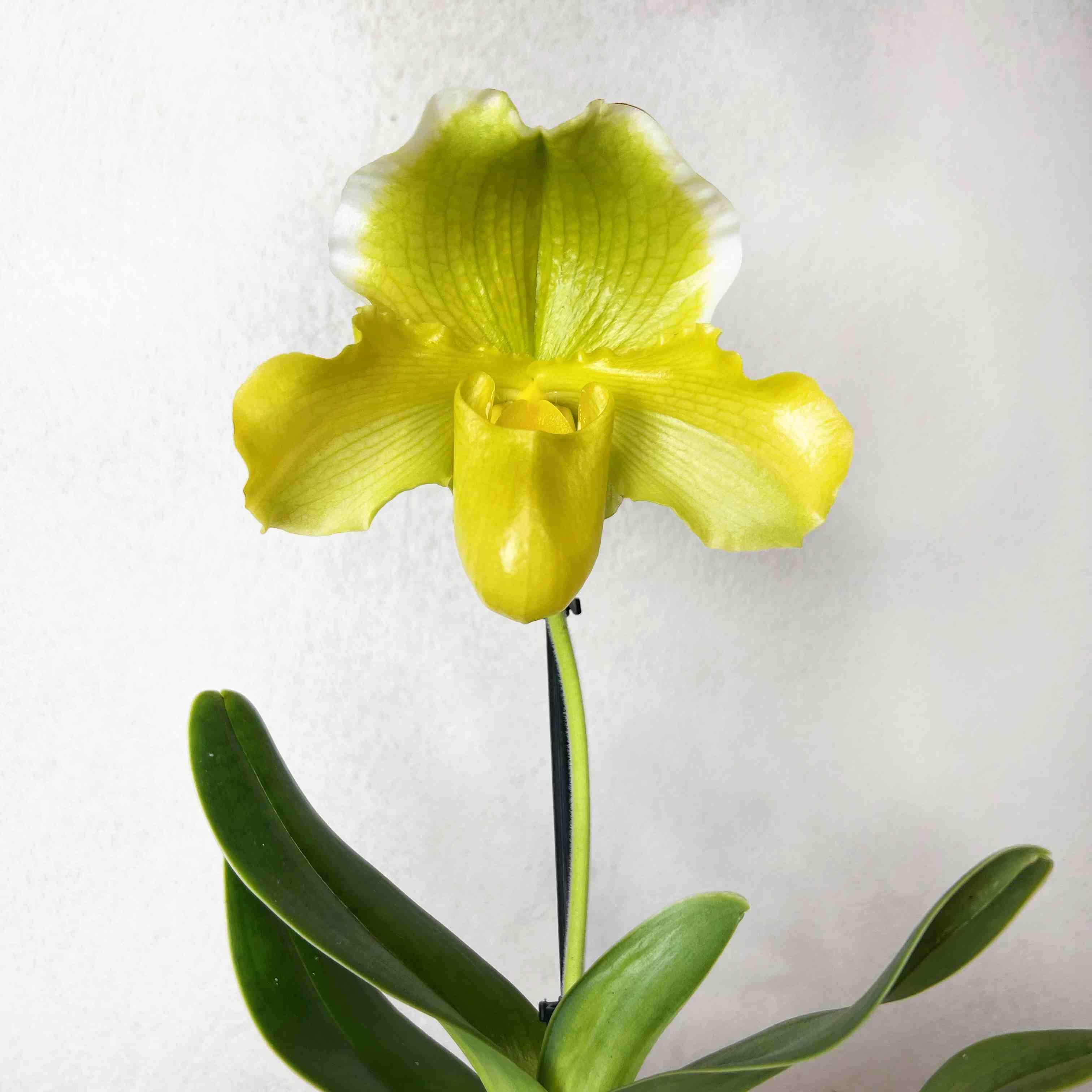 Paphiopedilum Elfin Moon