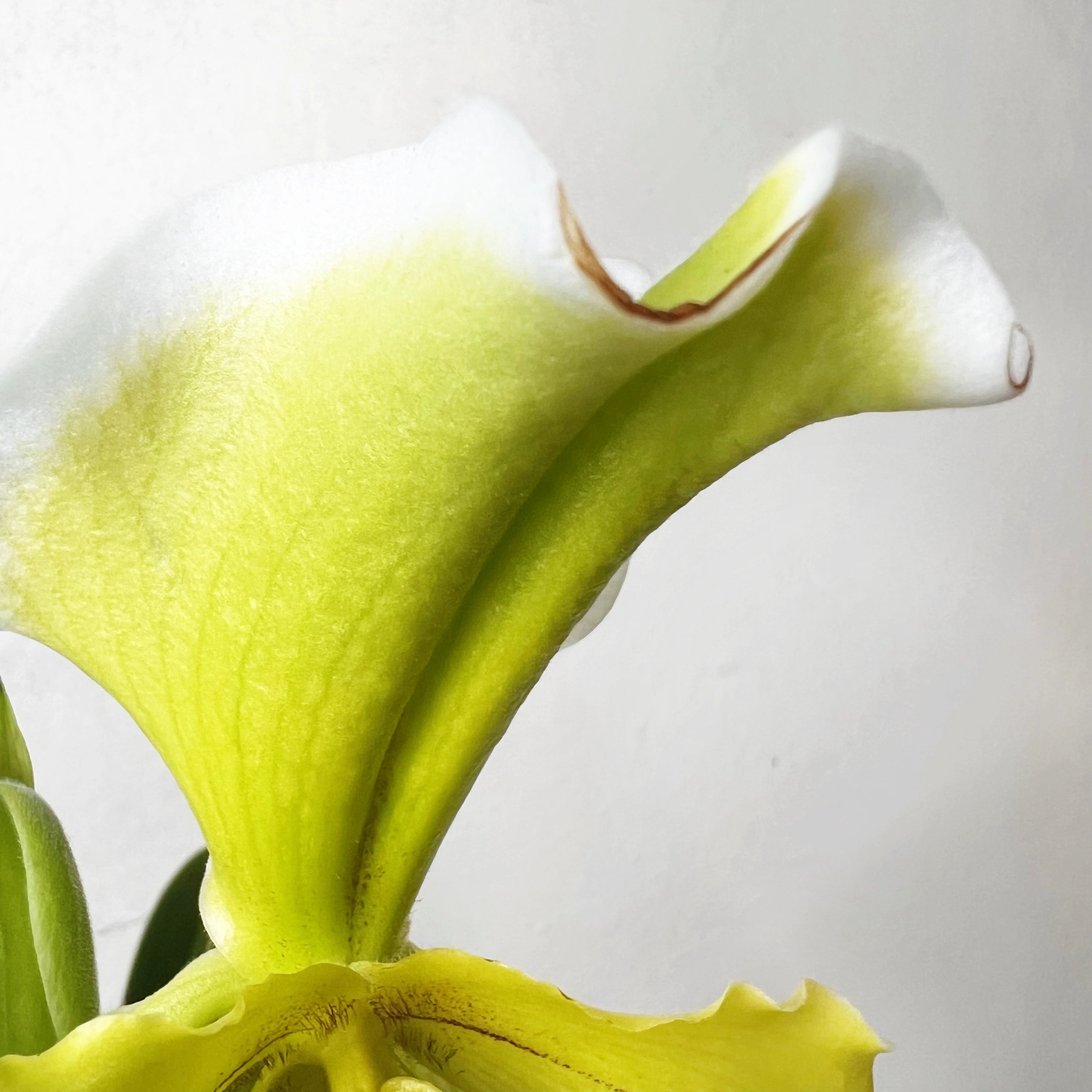 Paphiopedilum