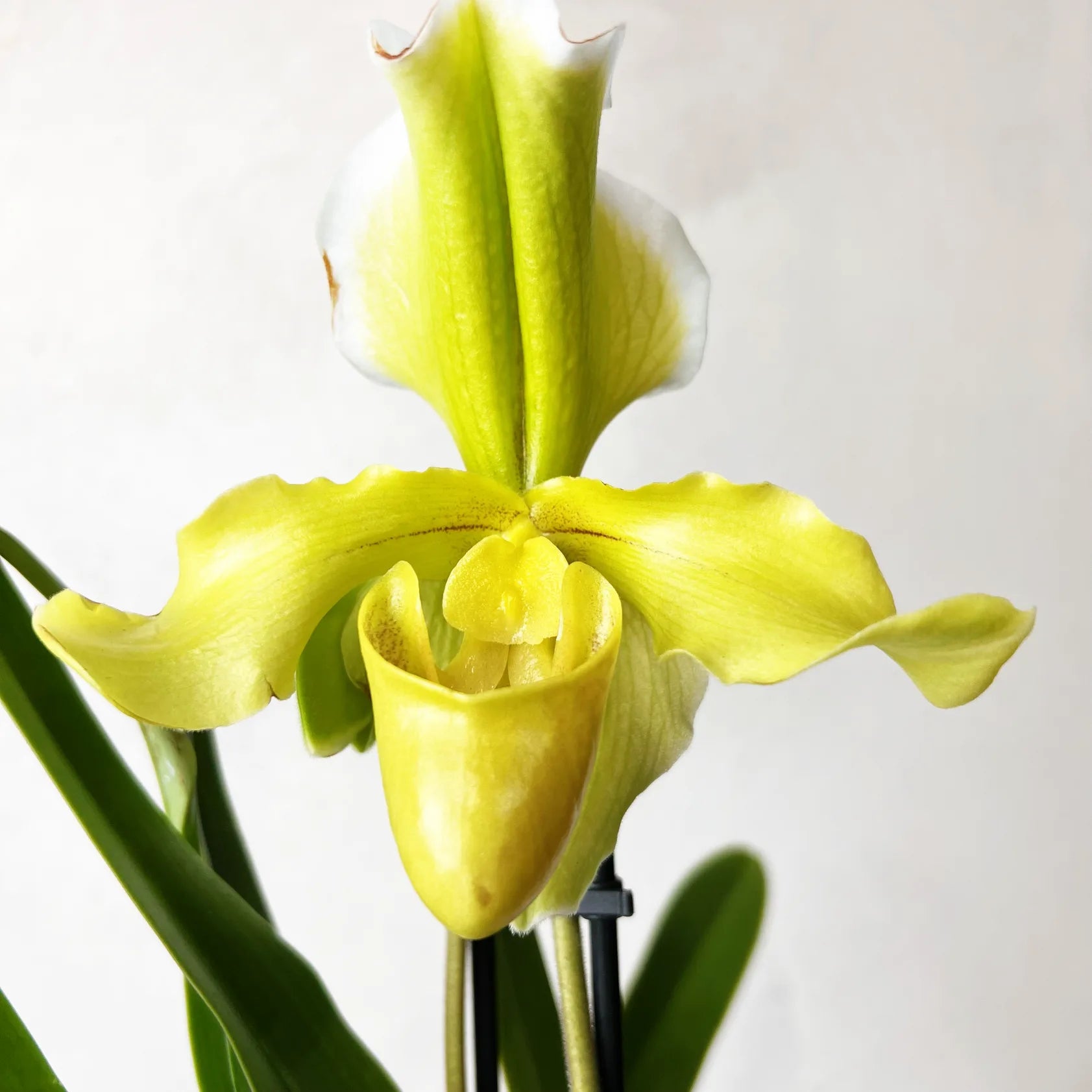 Paphiopedilum
