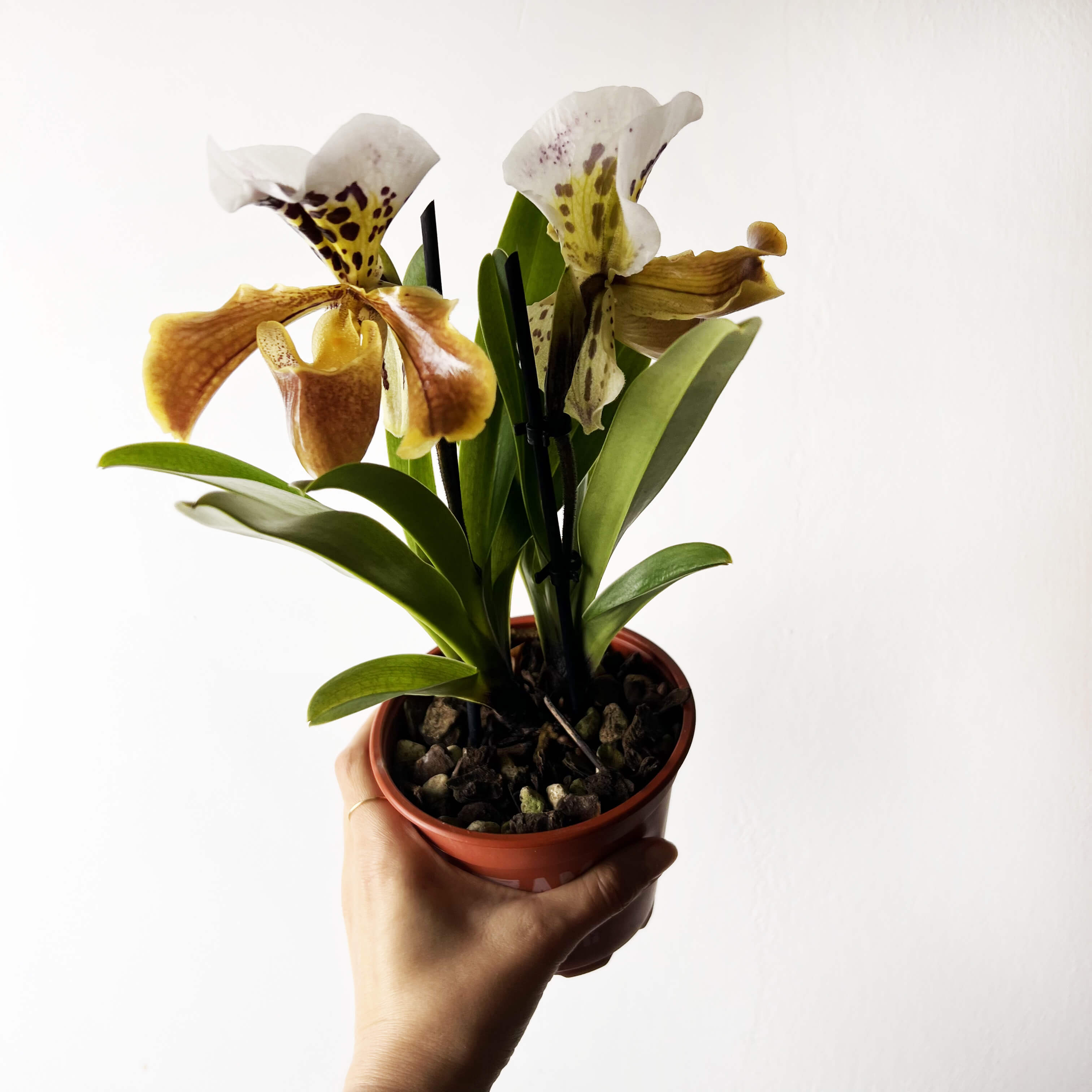 Paphiopedilum AmericaHibrid /twins