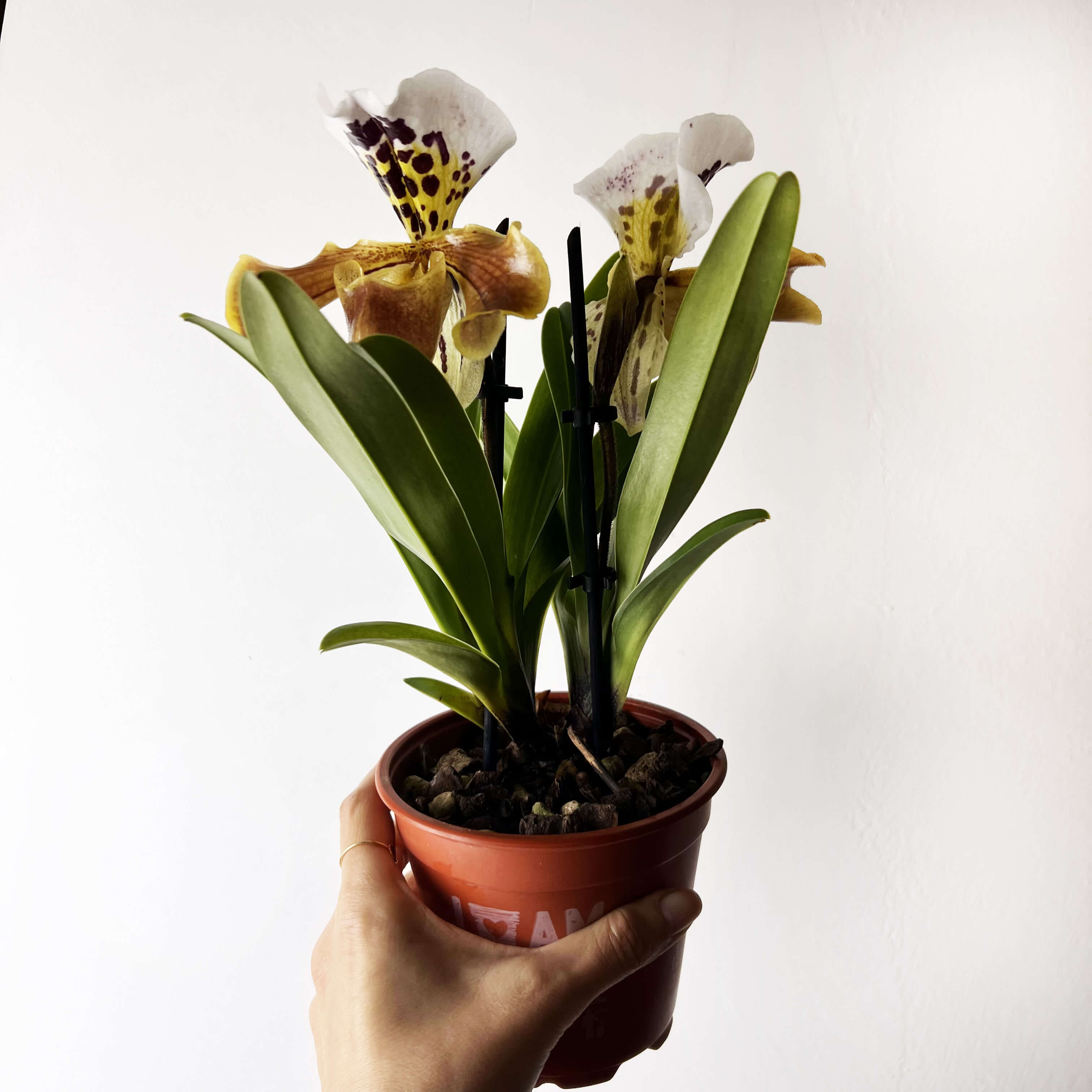 Paphiopedilum AmericaHibrid /twins