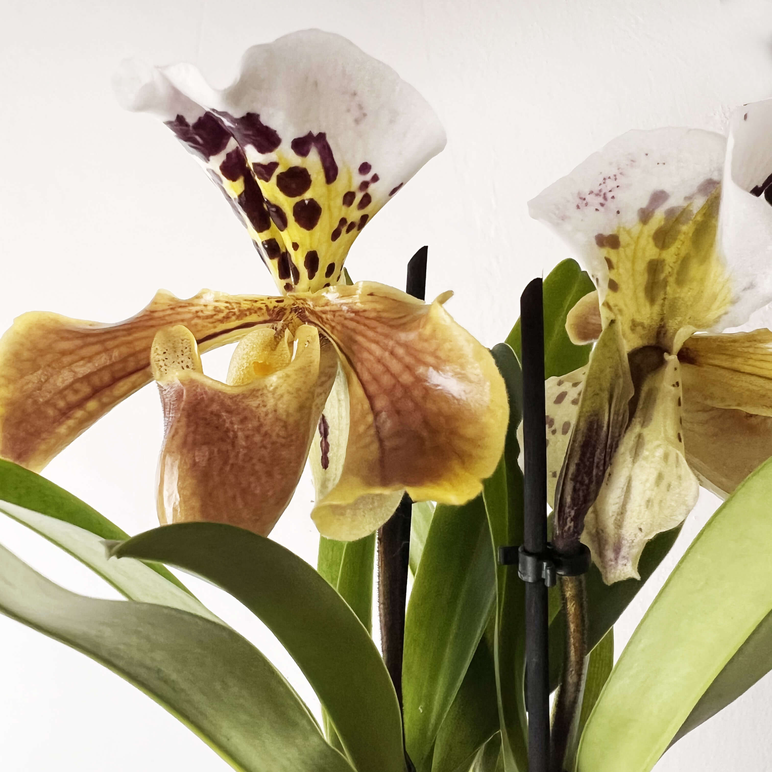 Paphiopedilum AmericaHibrid /twins