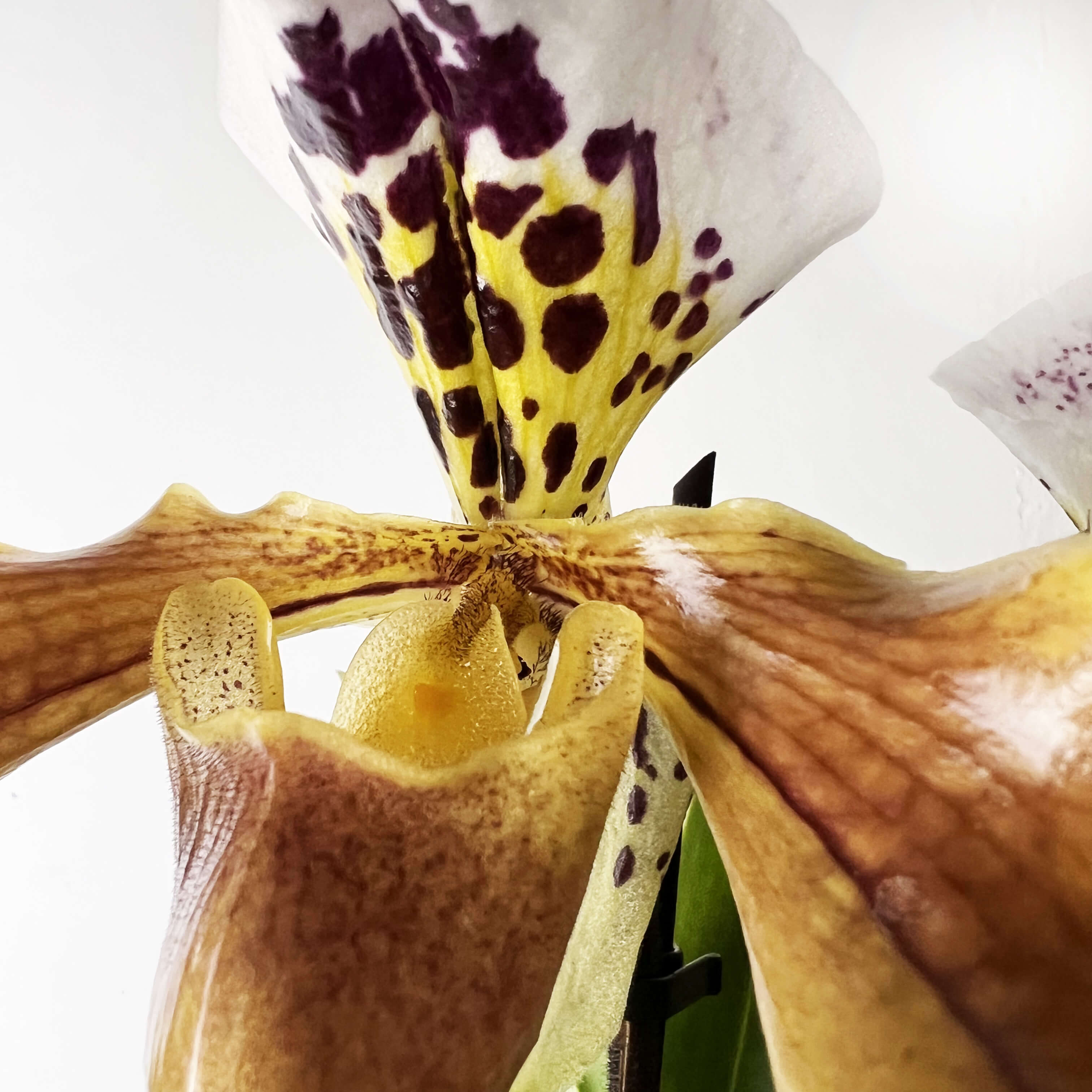 Paphiopedilum AmericaHibrid /twins