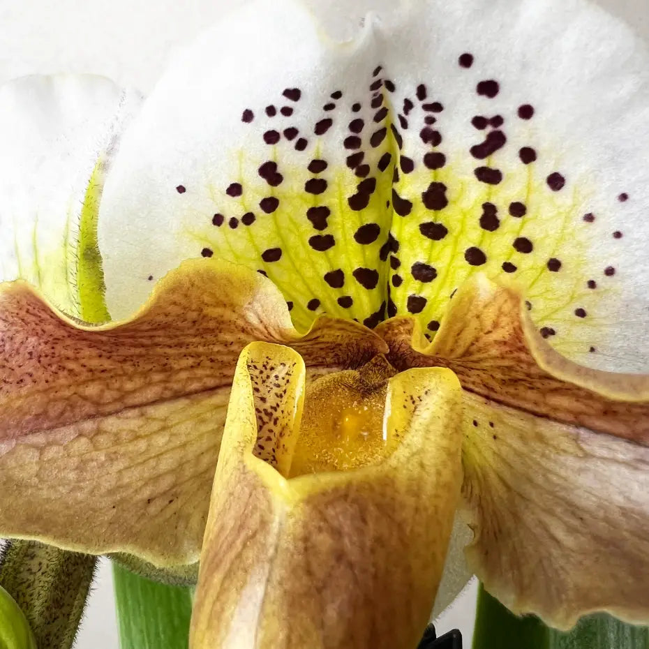 Paphiopedilum Magic Dust