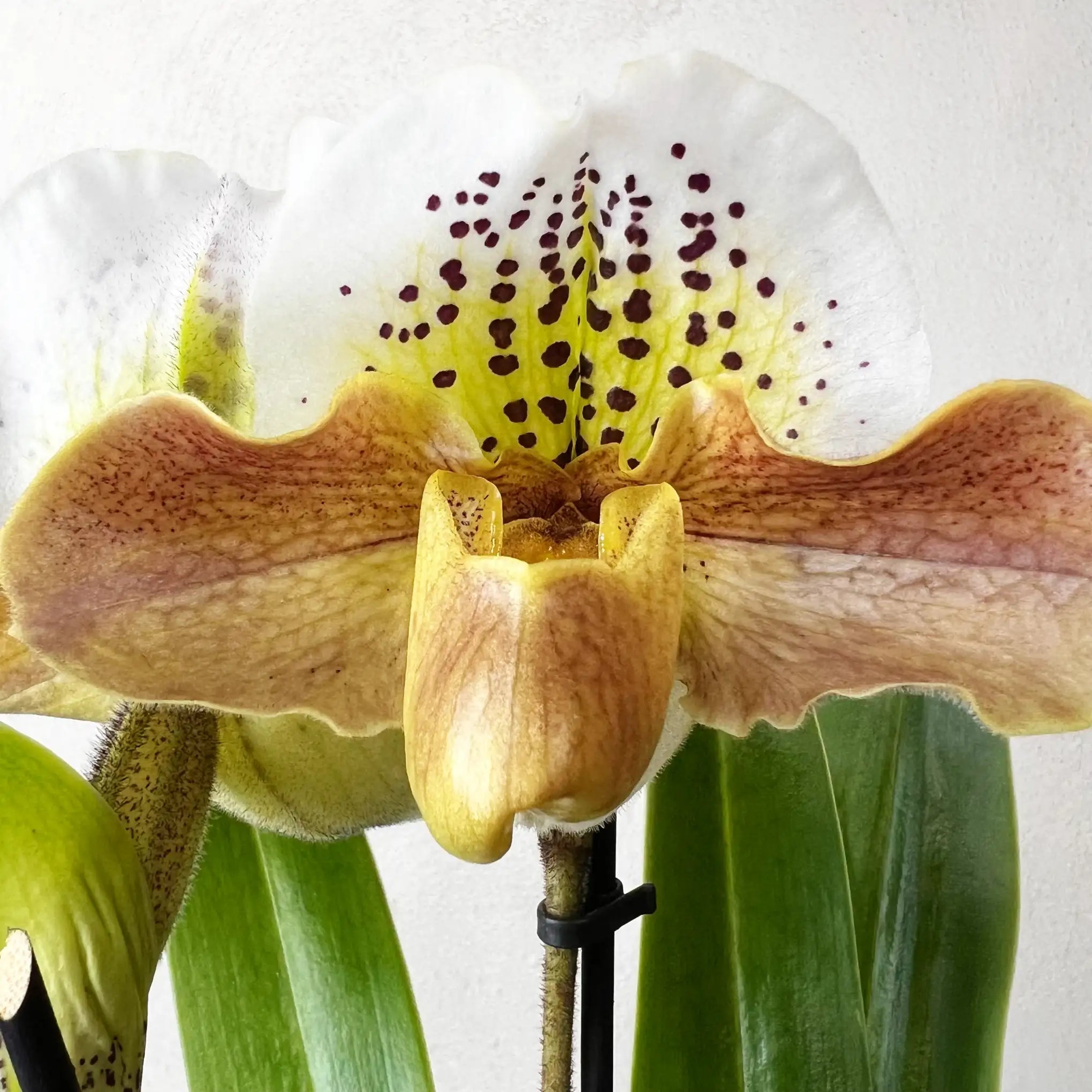 Paphiopedilum Magic Dust