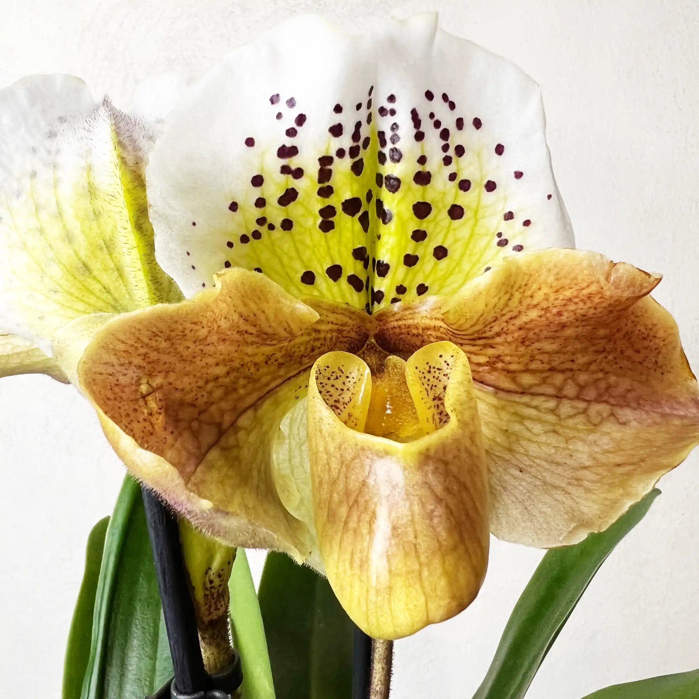 Paphiopedilum Magic Dust