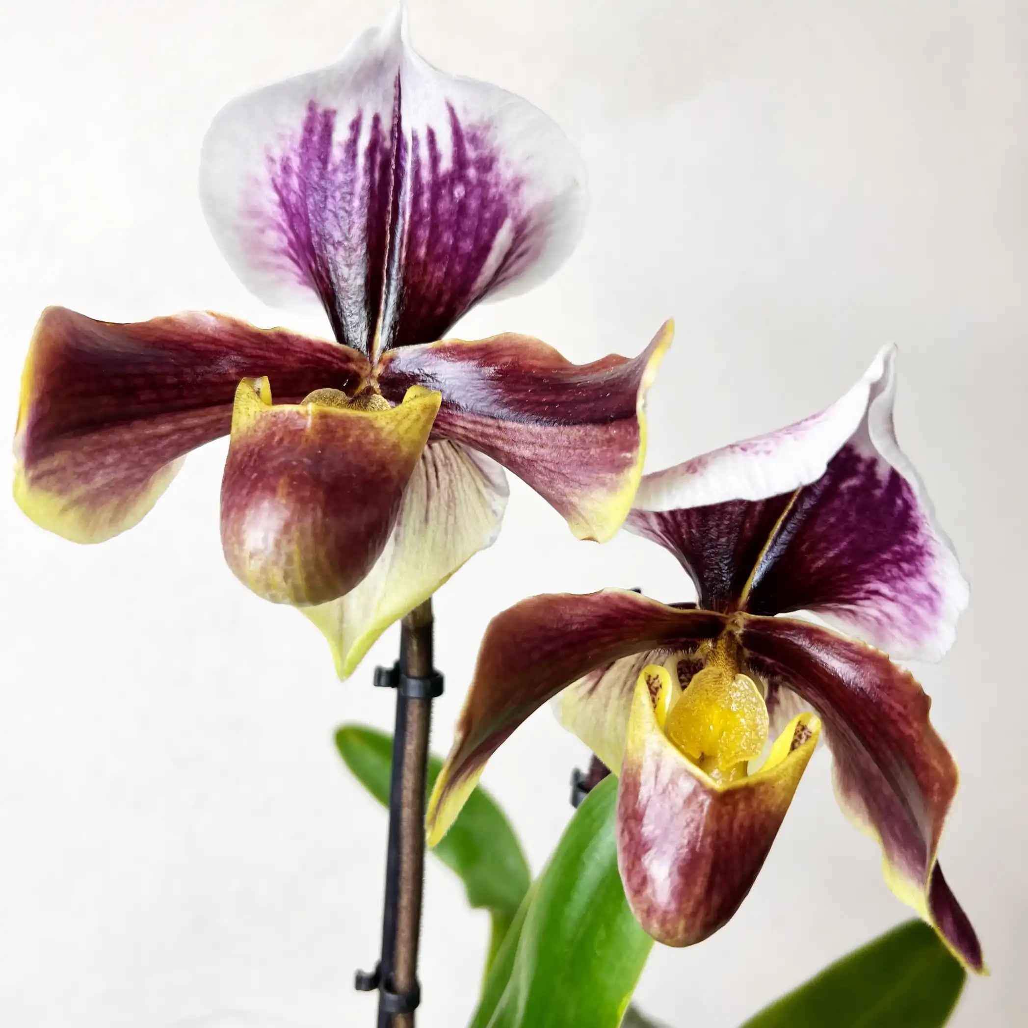 Paphiopedilum Daniell
