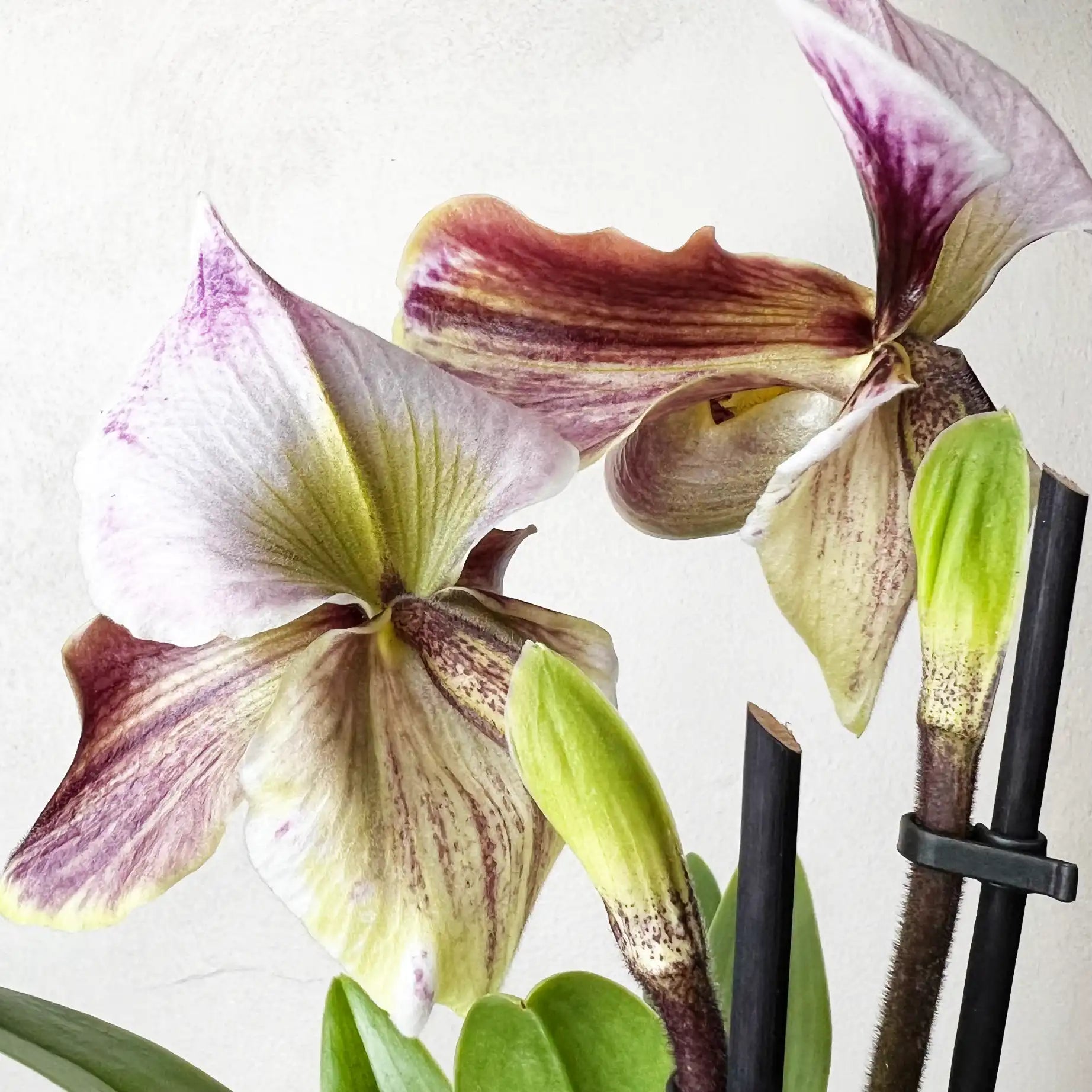 Paphiopedilum Daniell