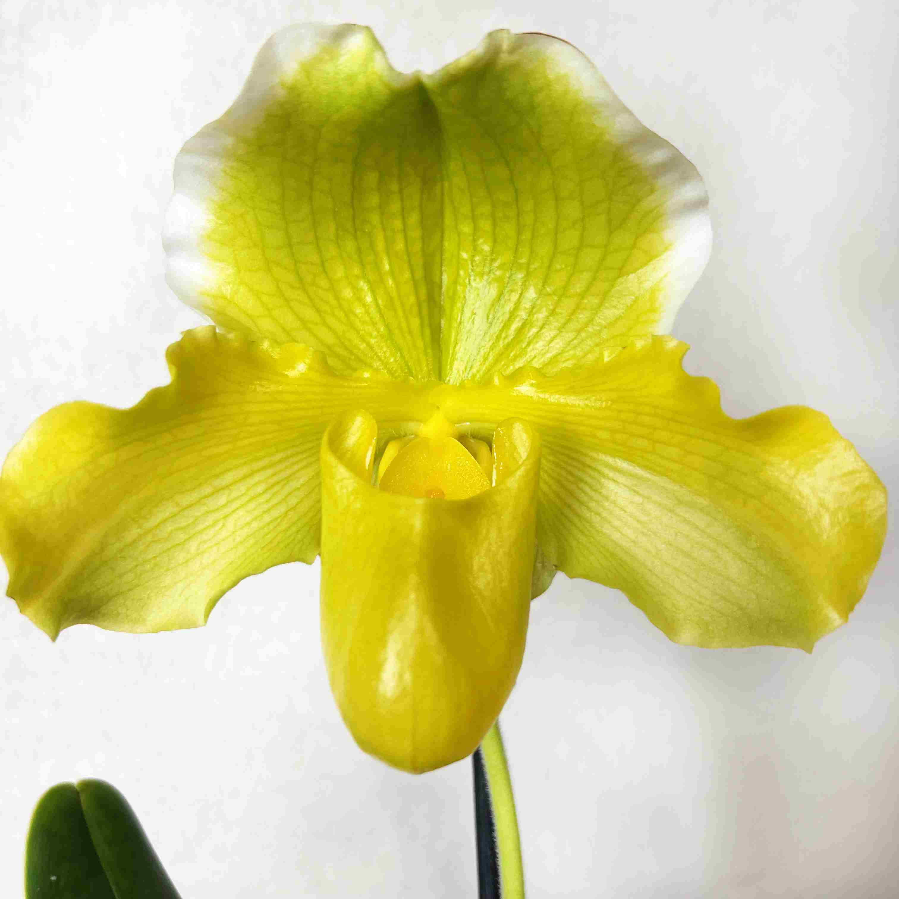 Paphiopedilum Elfin Moon