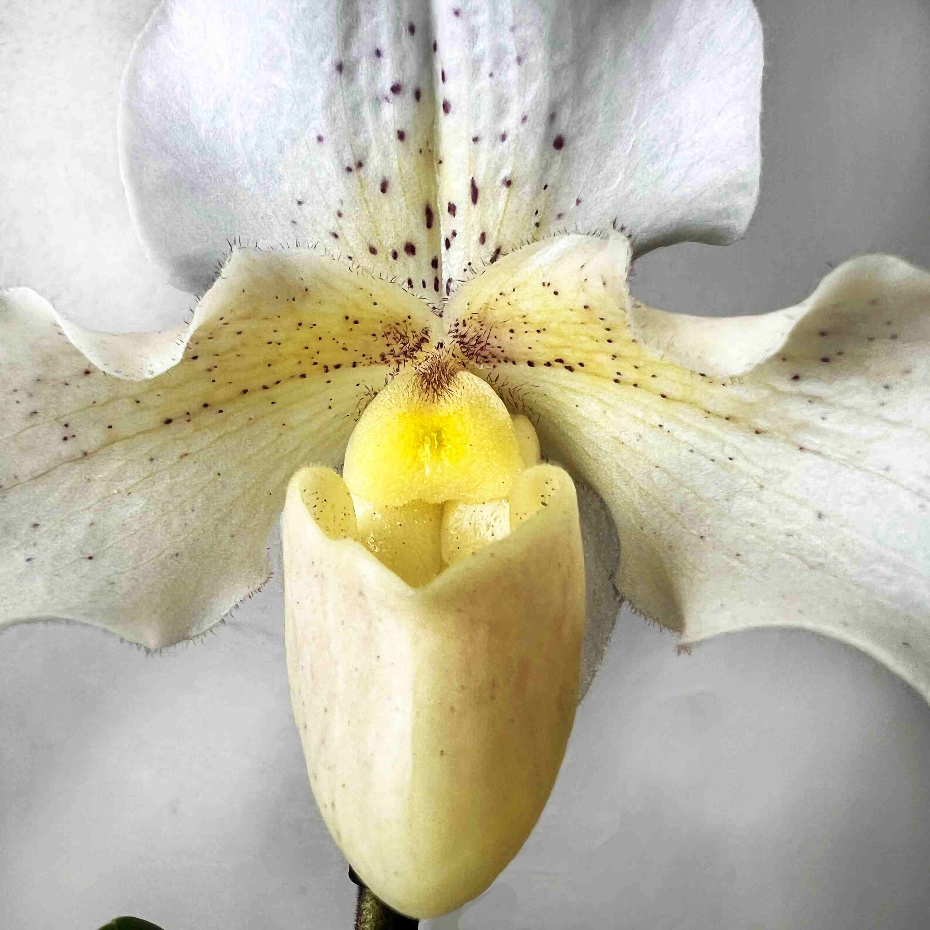 Paphiopedilum Rosy Dawn