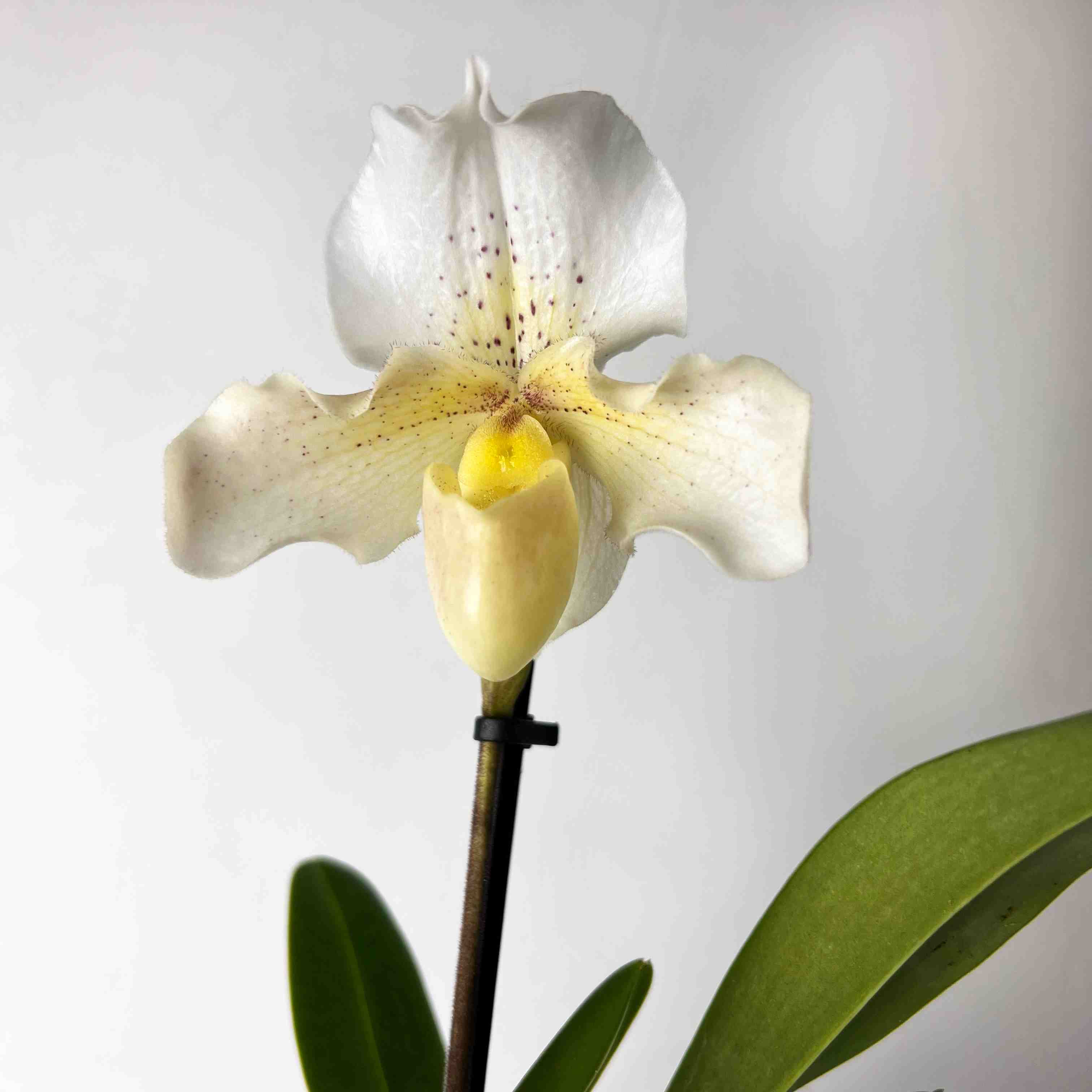 Paphiopedilum Rosy Dawn