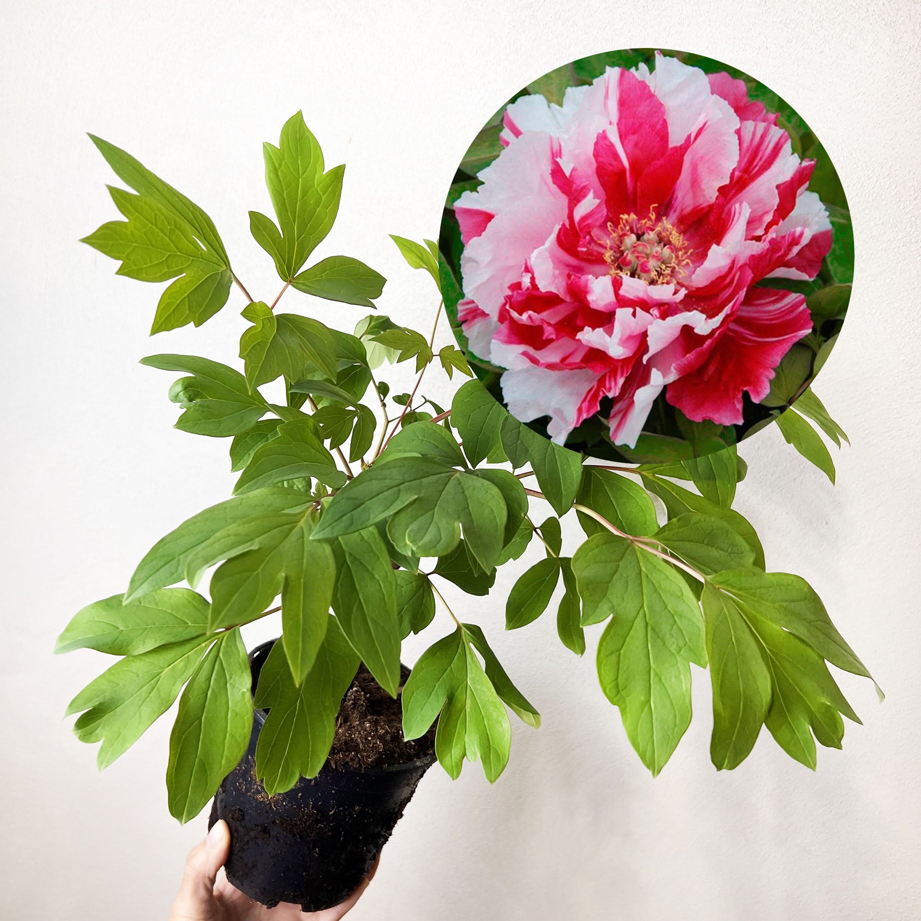 Peonia Suffruticosa Dao Shin
