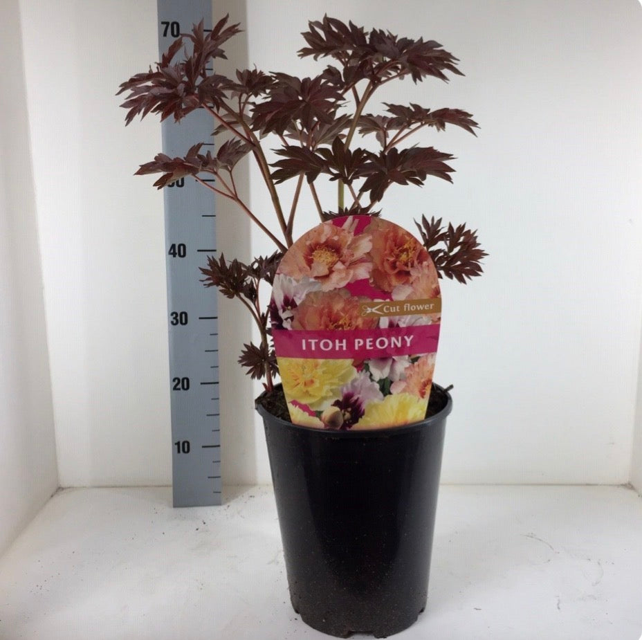 Paeonia Itoh Yankee Doodle