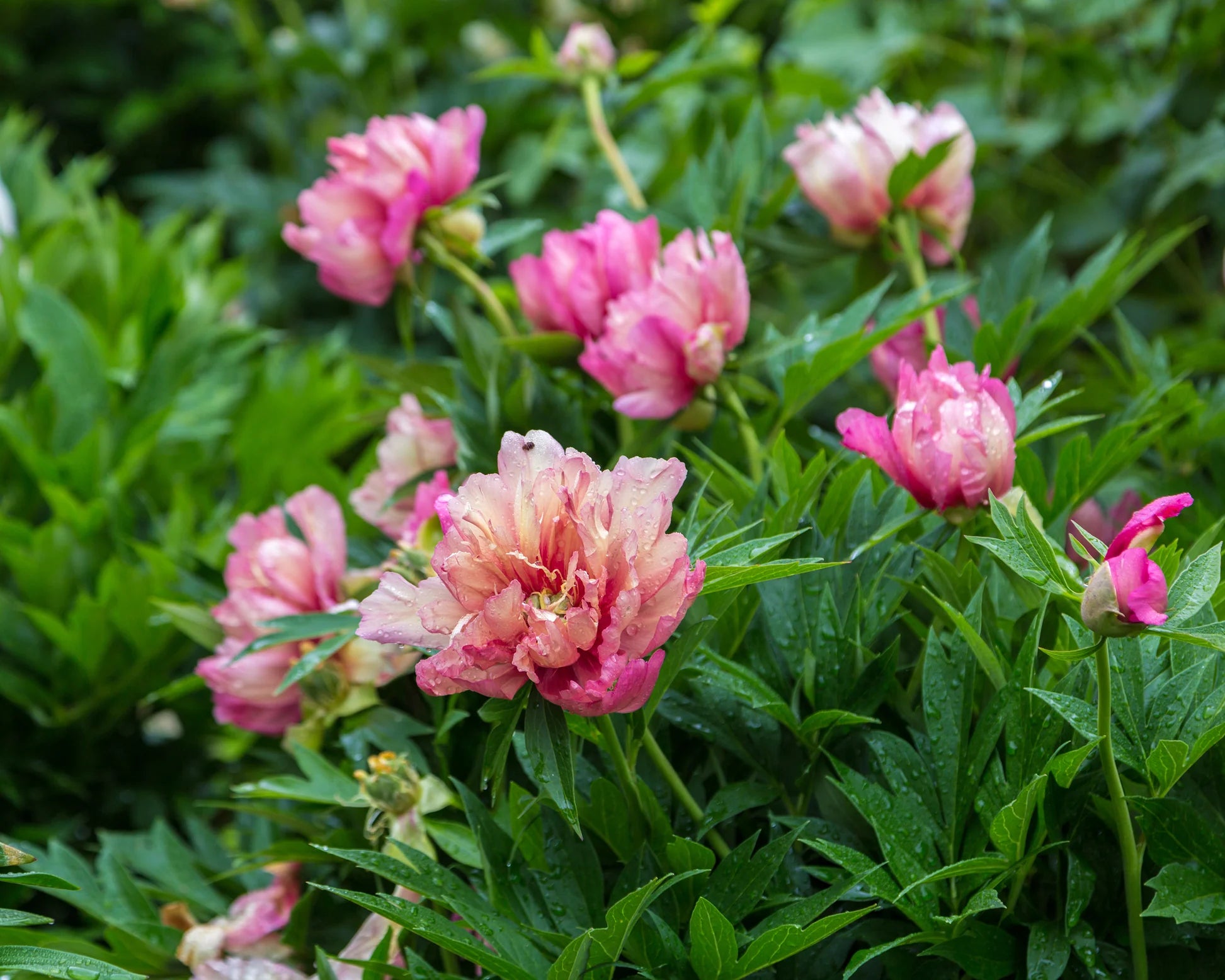 Peonia Itoh Julia Rose