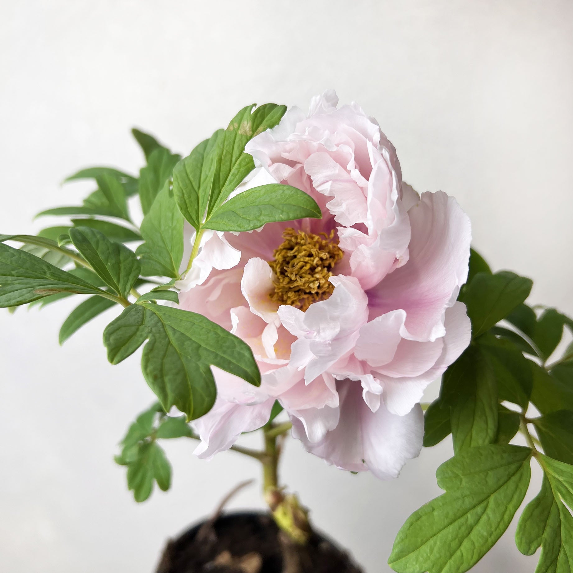 Peonia Suffruticosa Rosa