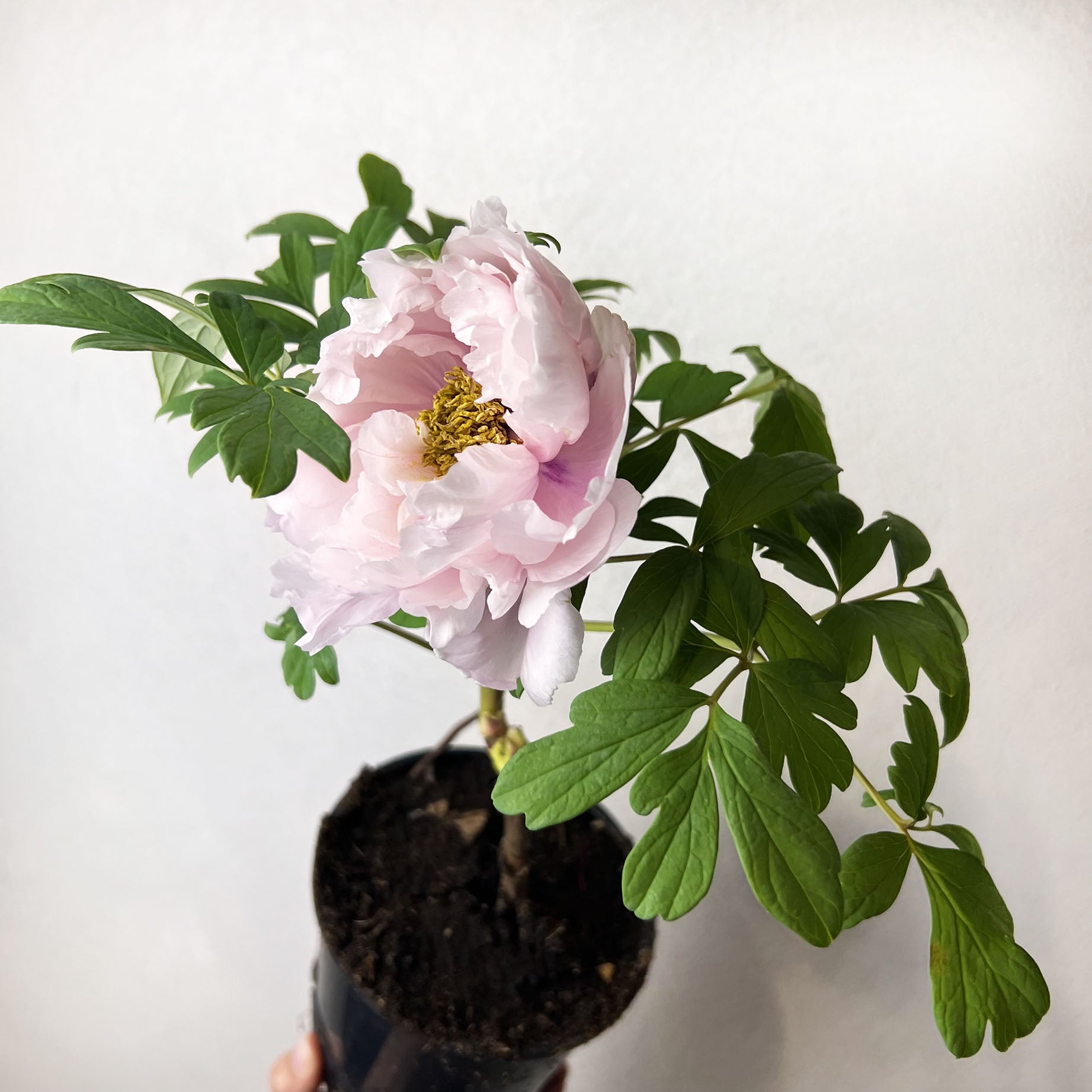 Peonia Suffruticosa Rosa