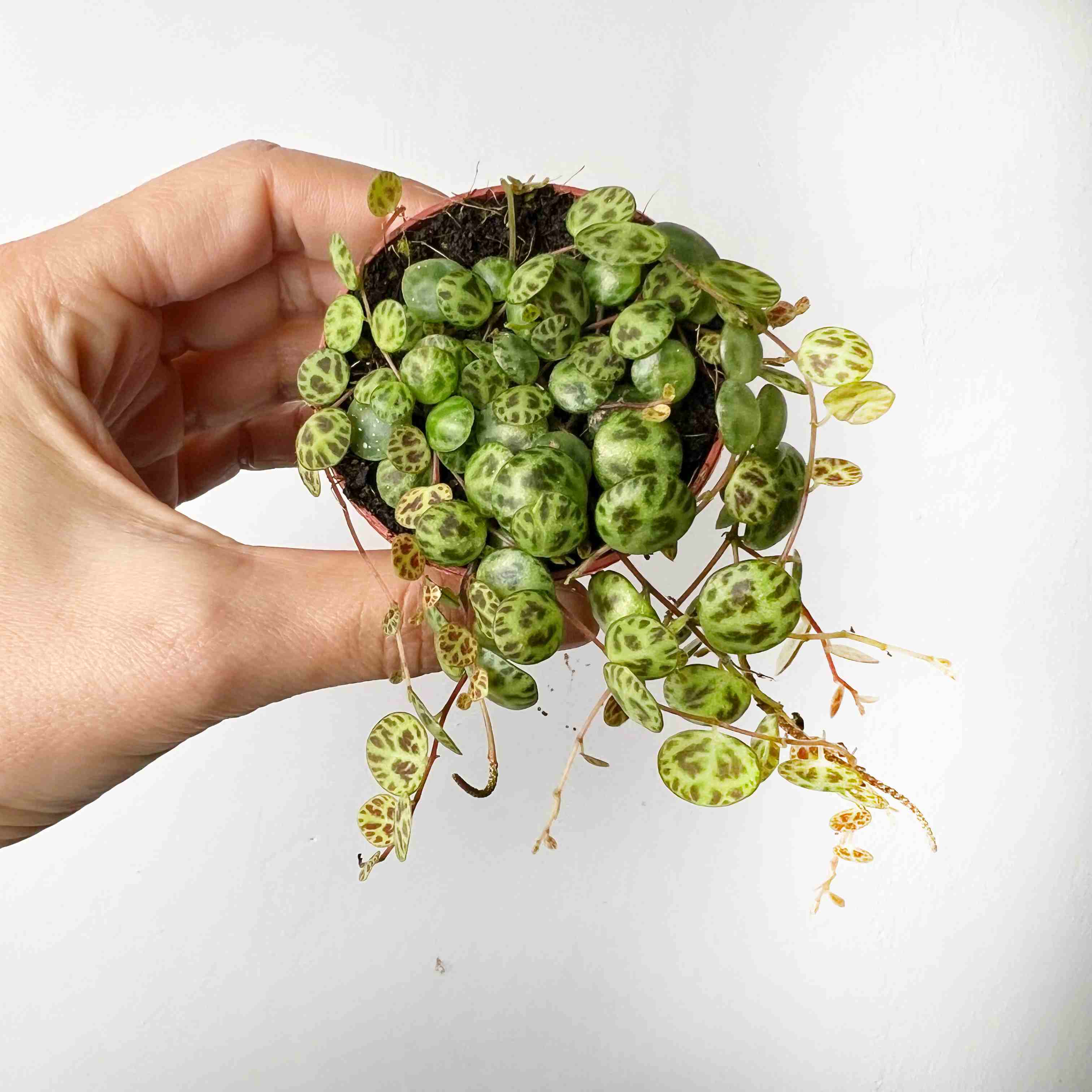 Baby Peperomia Prostrata