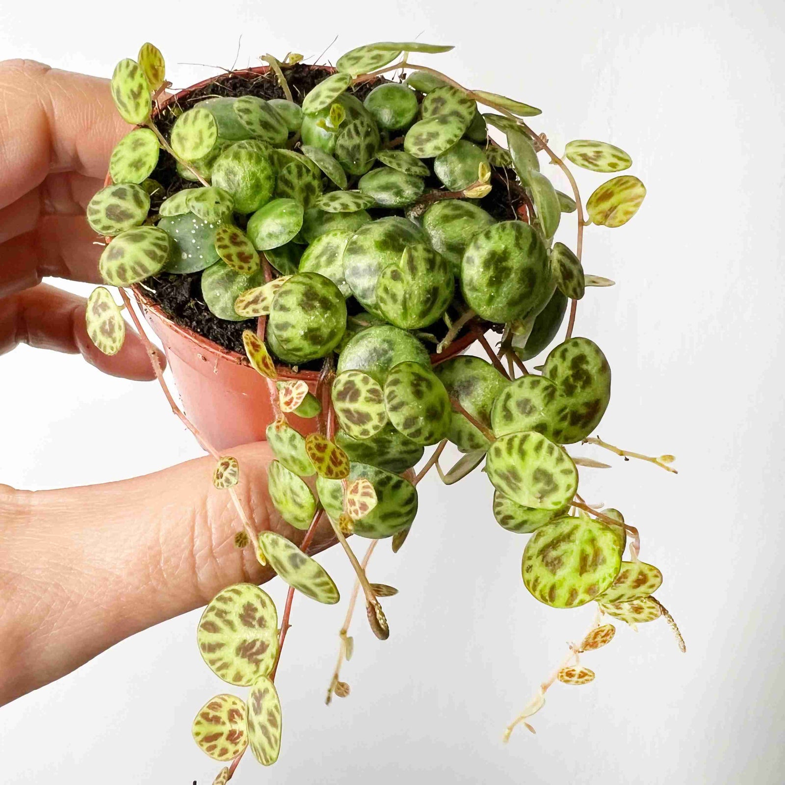 Baby Peperomia Prostrata