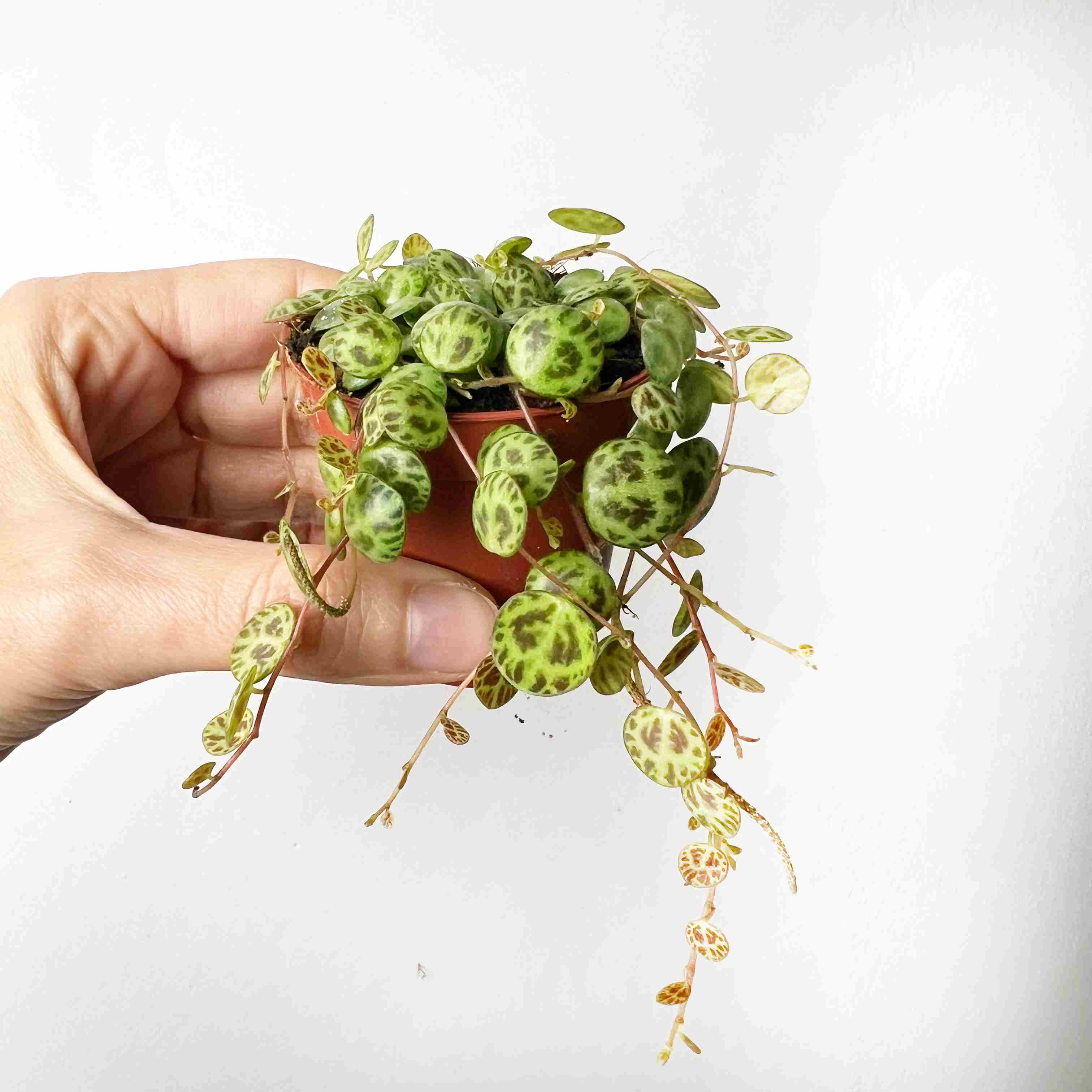 Baby Peperomia Prostrata