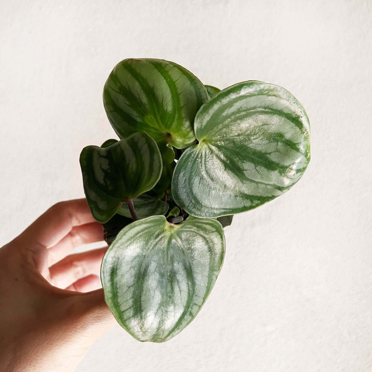 Peperomia argyreia 'Costa Rica'