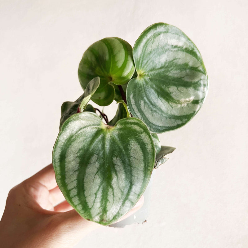 Peperomia argyreia 'Costa Rica'