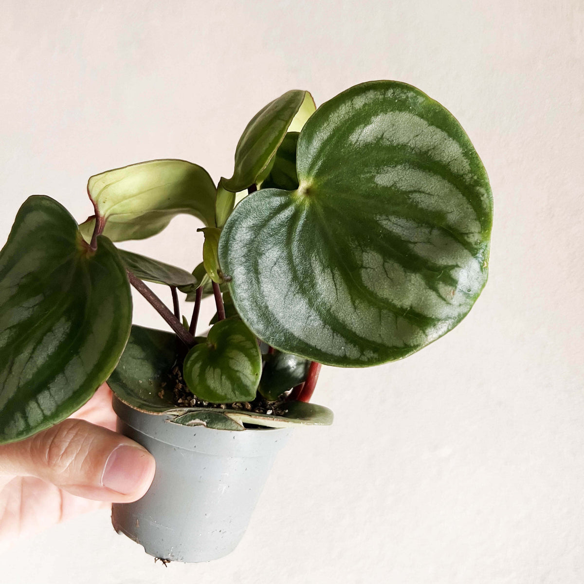 Peperomia argyreia 'Costa Rica'