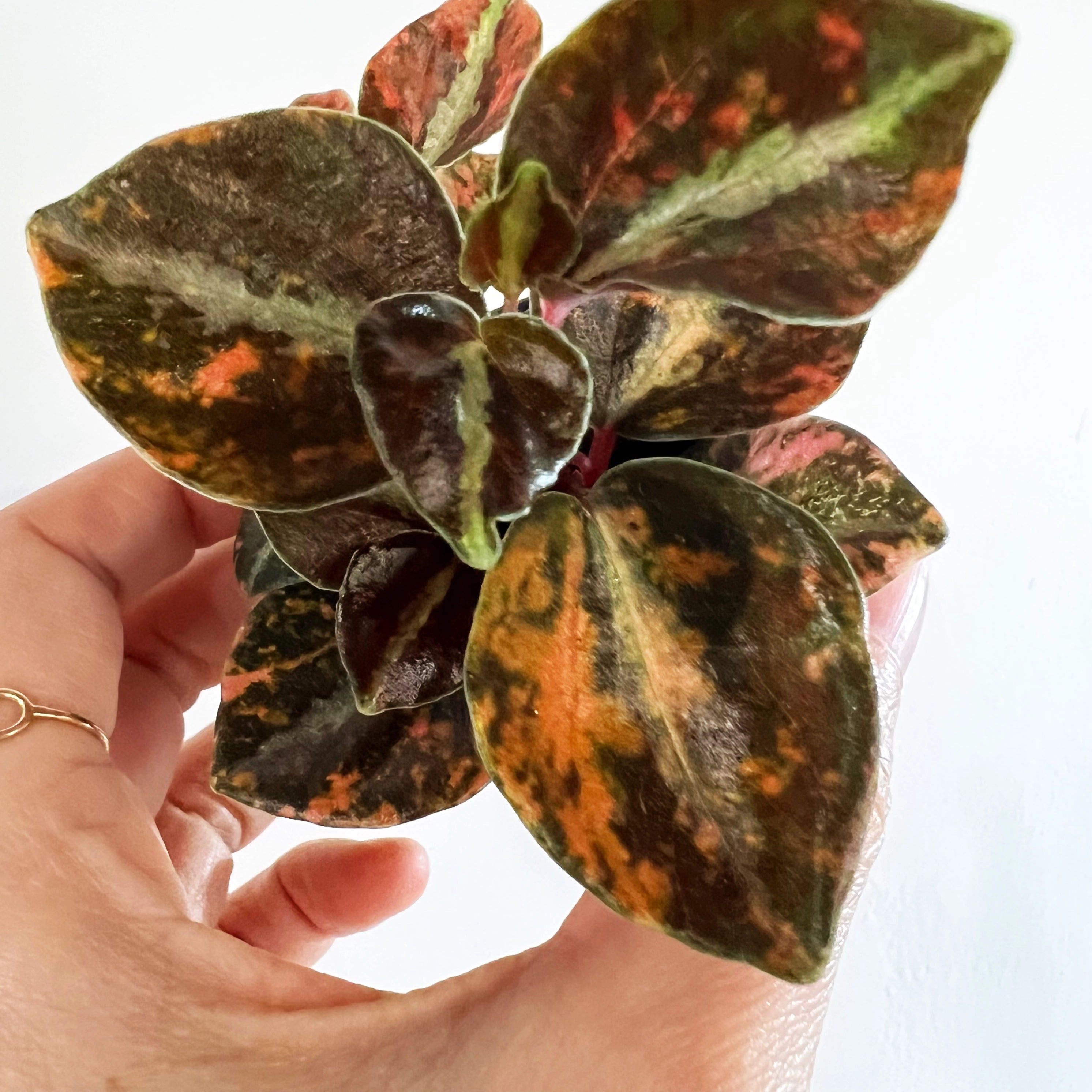 Peperomia metallica 'Creme Brulee'