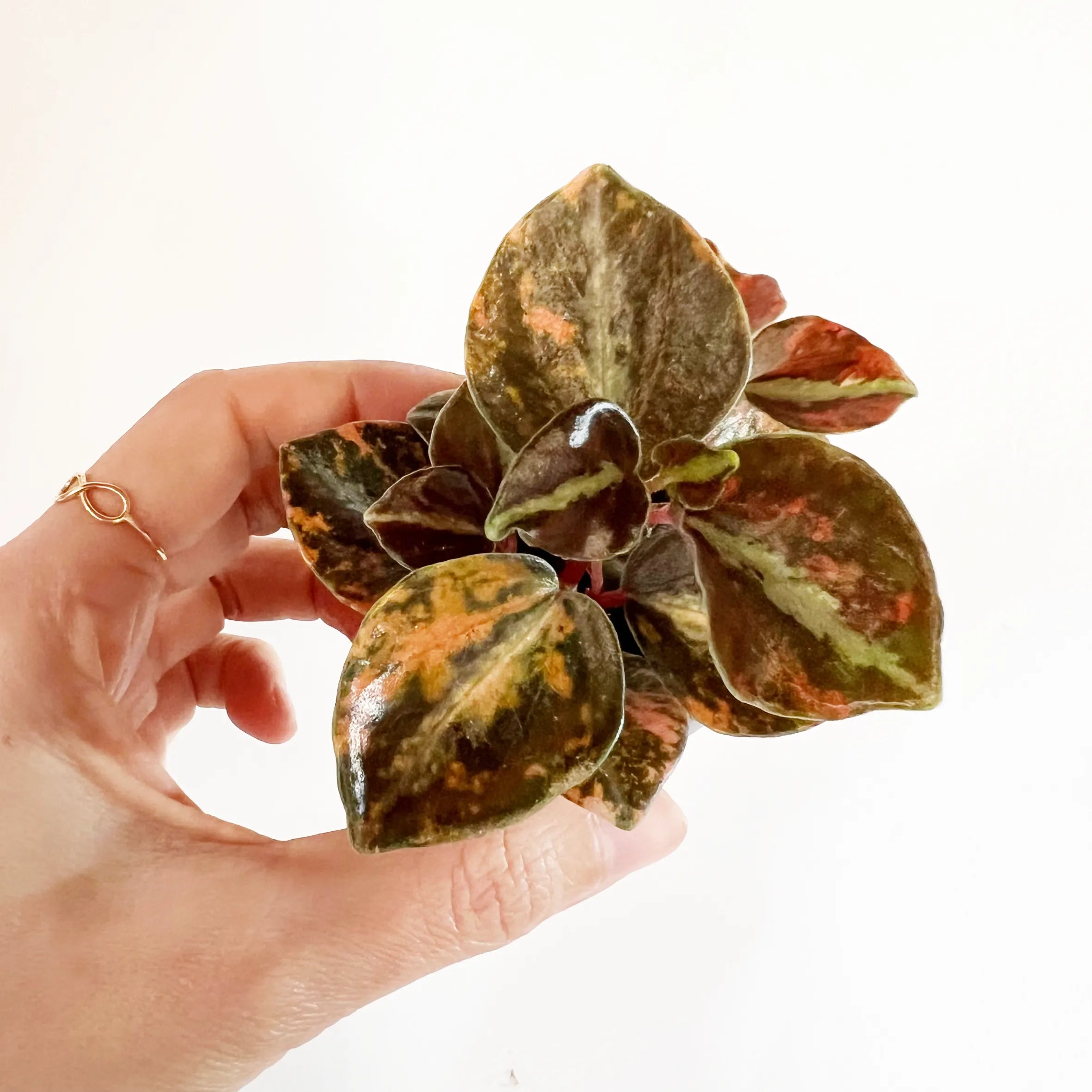 Peperomia metallica 'Creme Brulee'