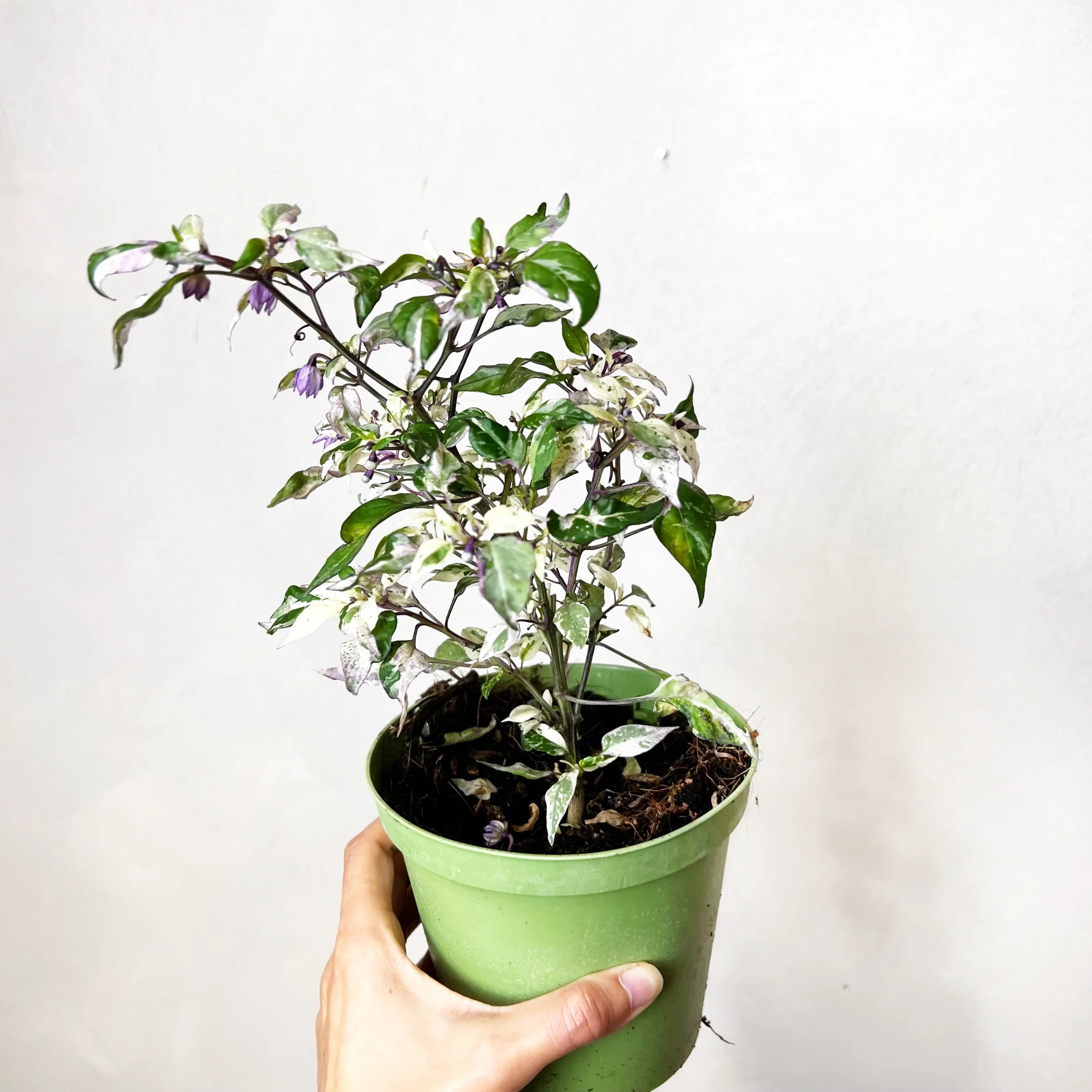 Peperoncino global variegato