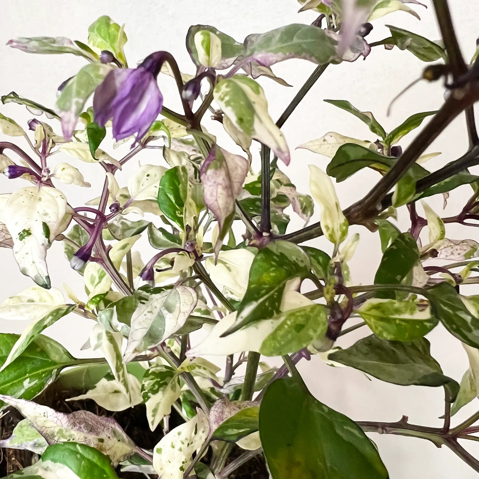 Peperoncino global variegato
