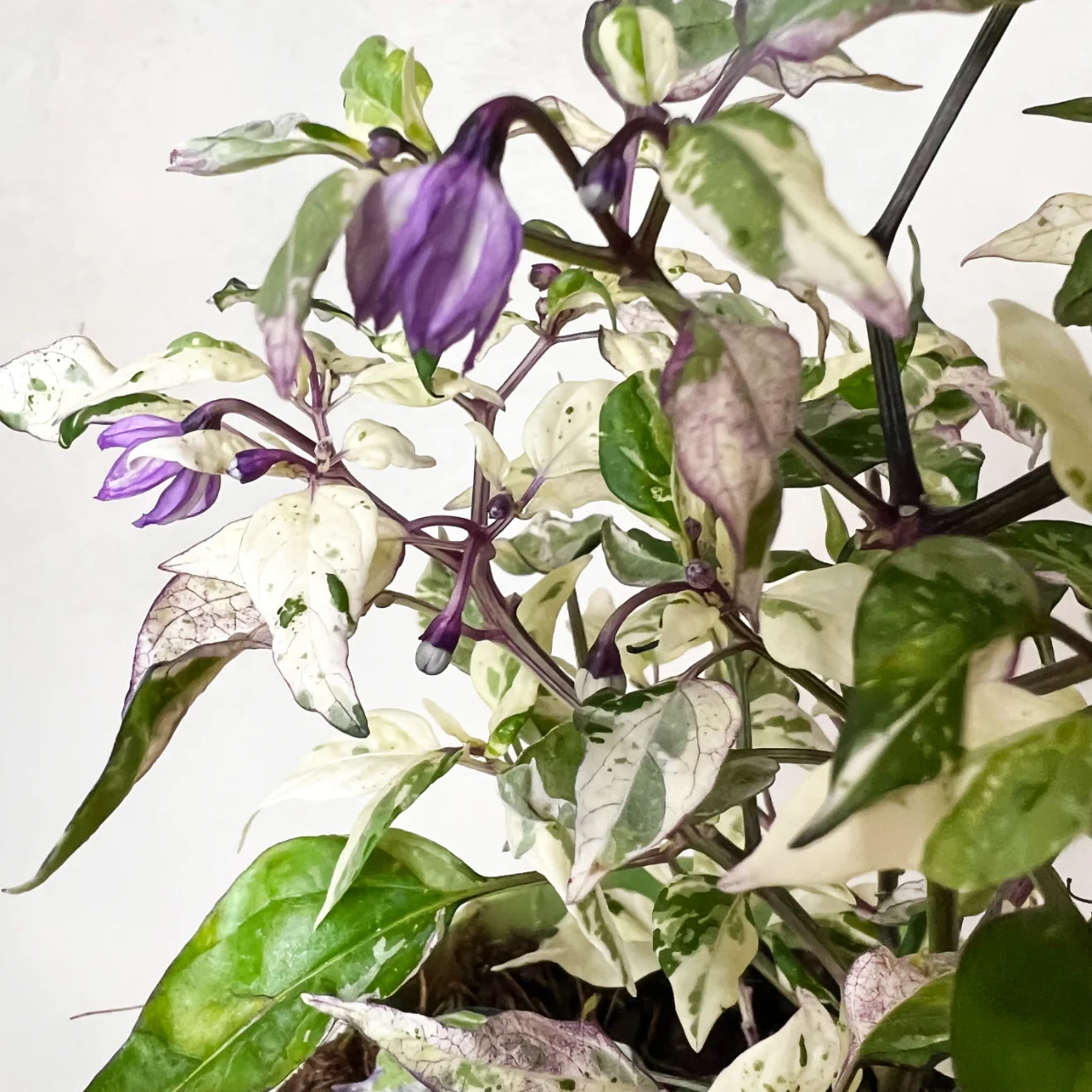 Peperoncino global variegato