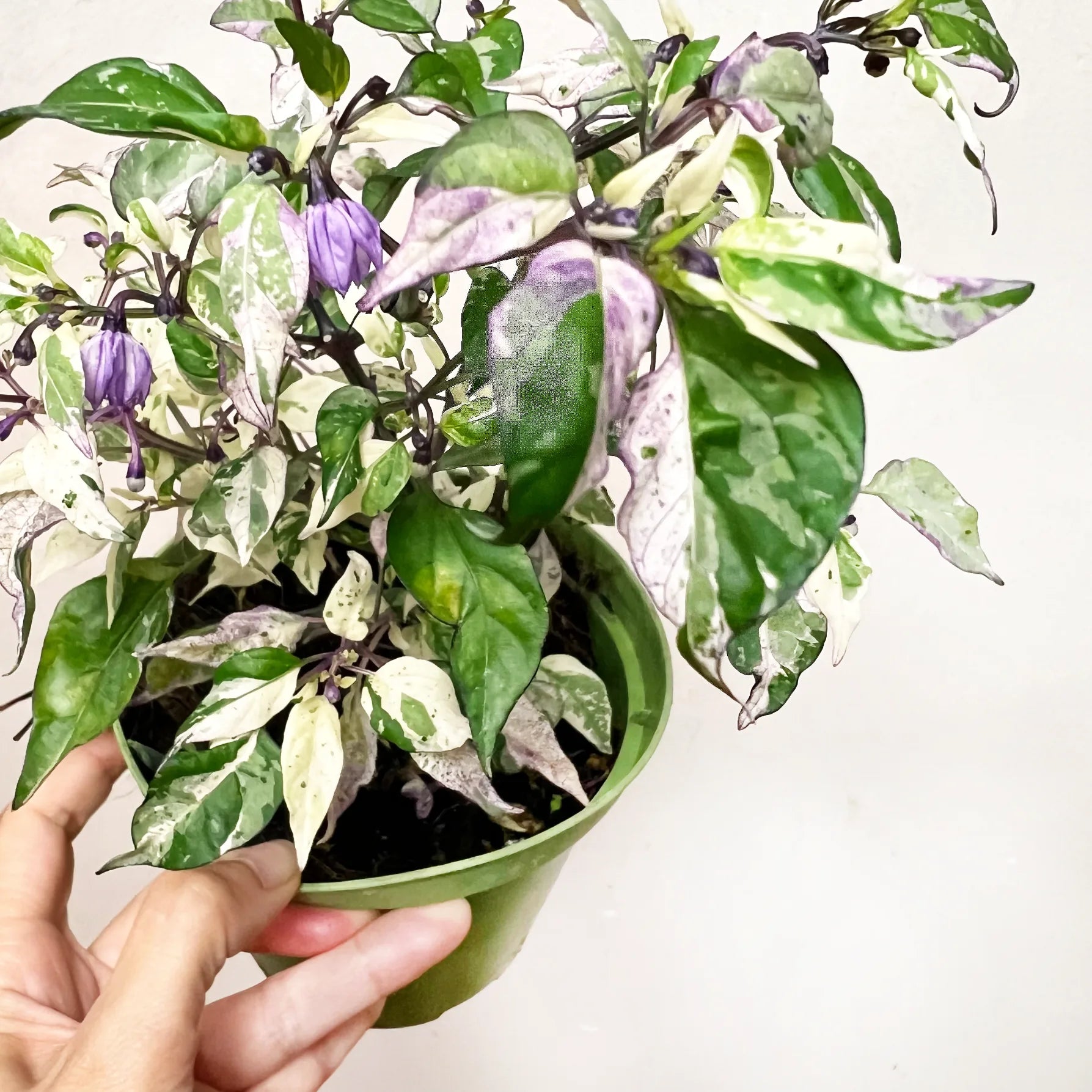 Peperoncino global variegato