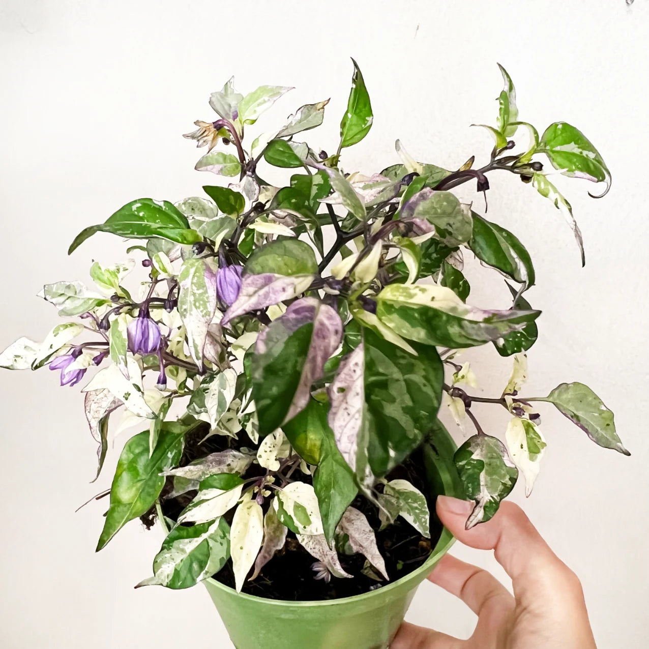 Peperoncino global variegato