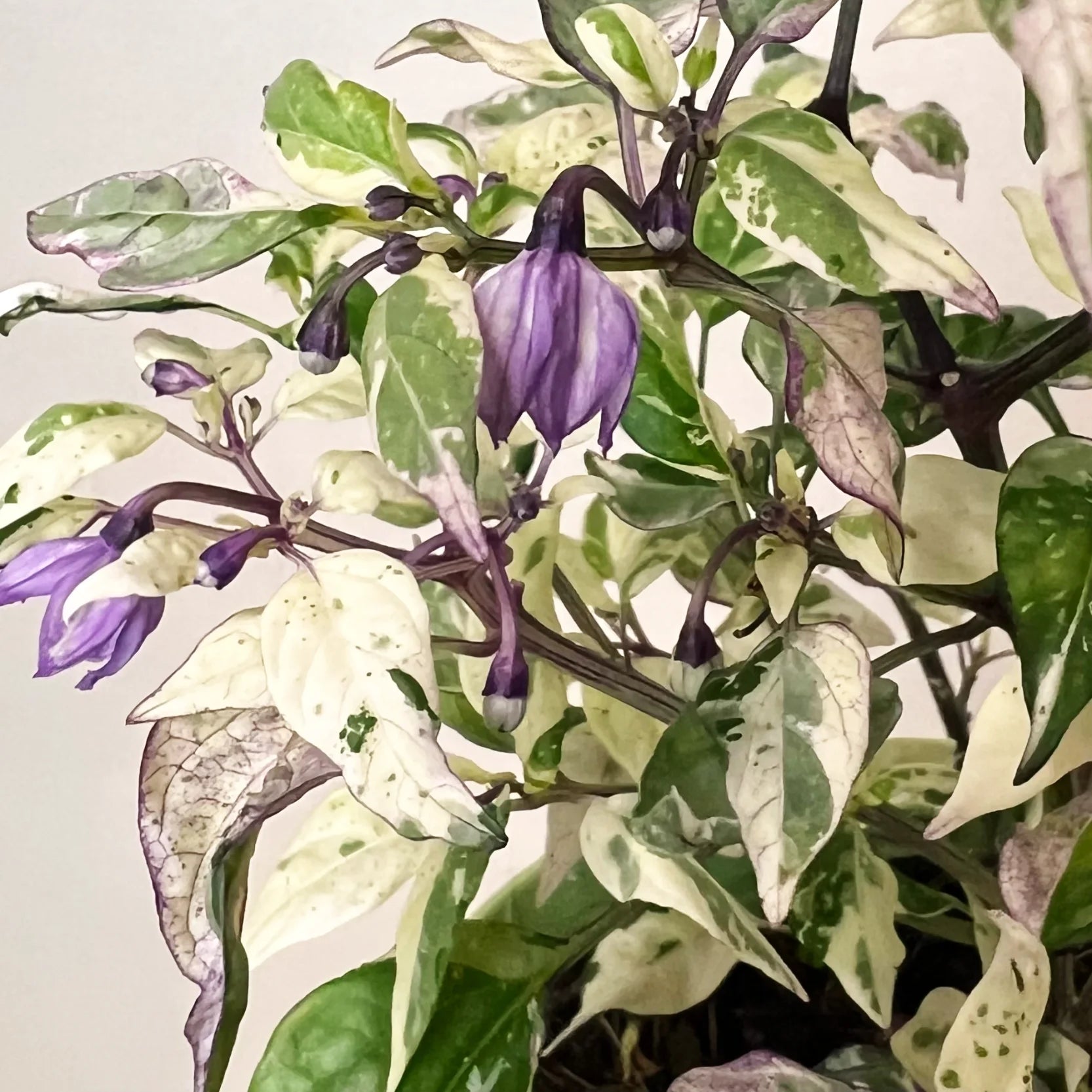 Peperoncino global variegato