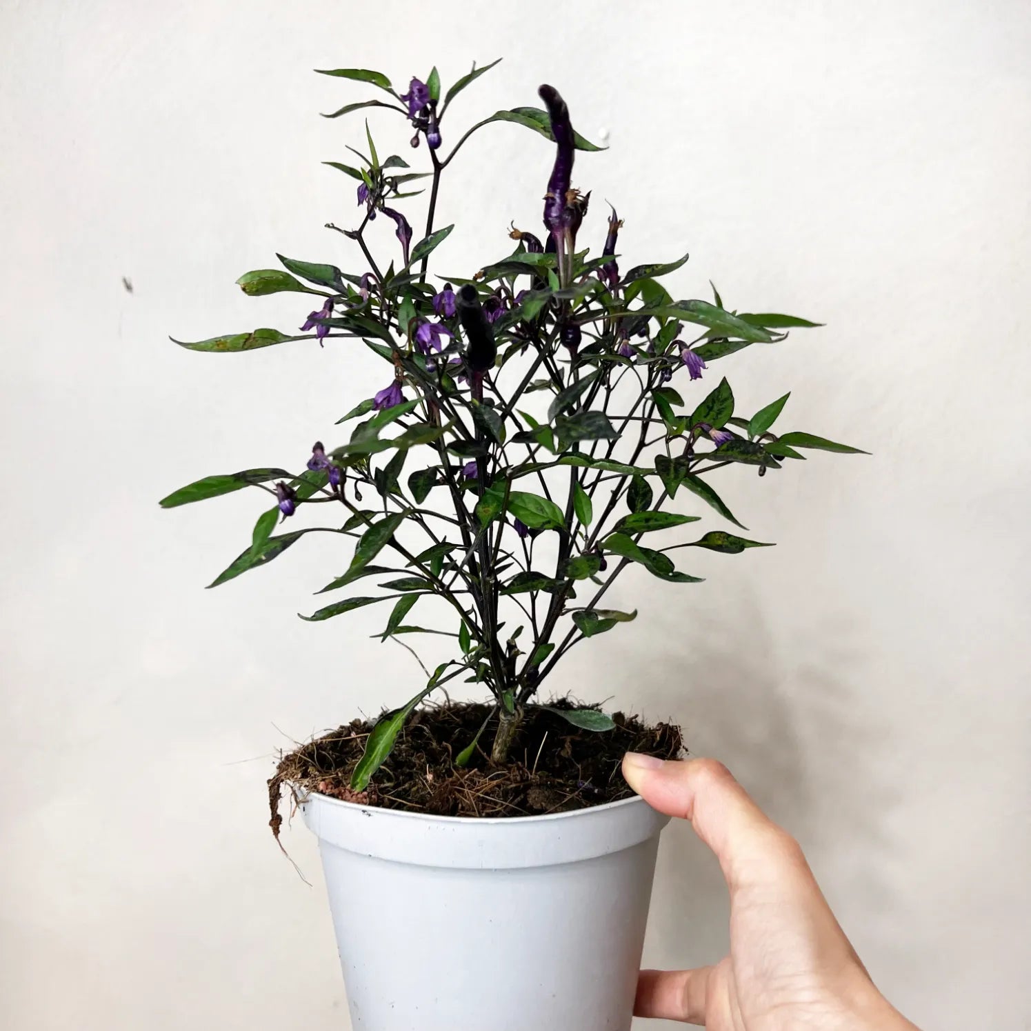 Peperoncino Mr Hyde