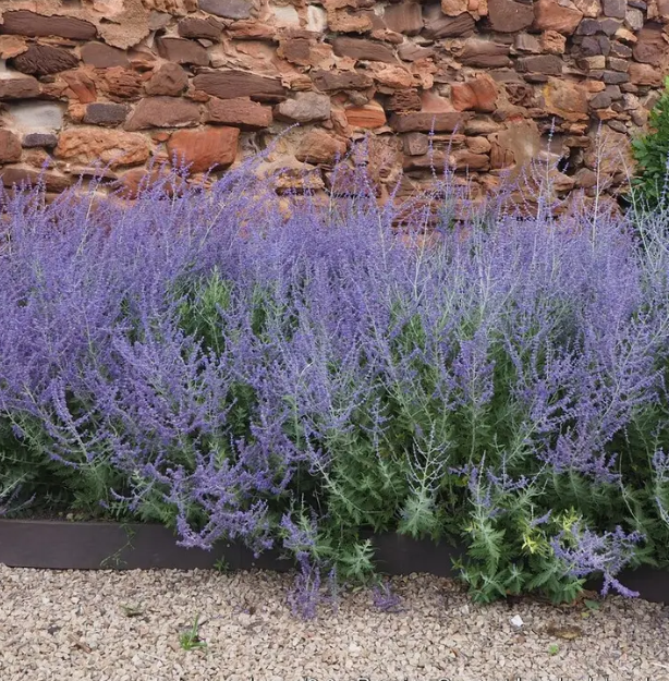 Perovskia 'Blue Spire'