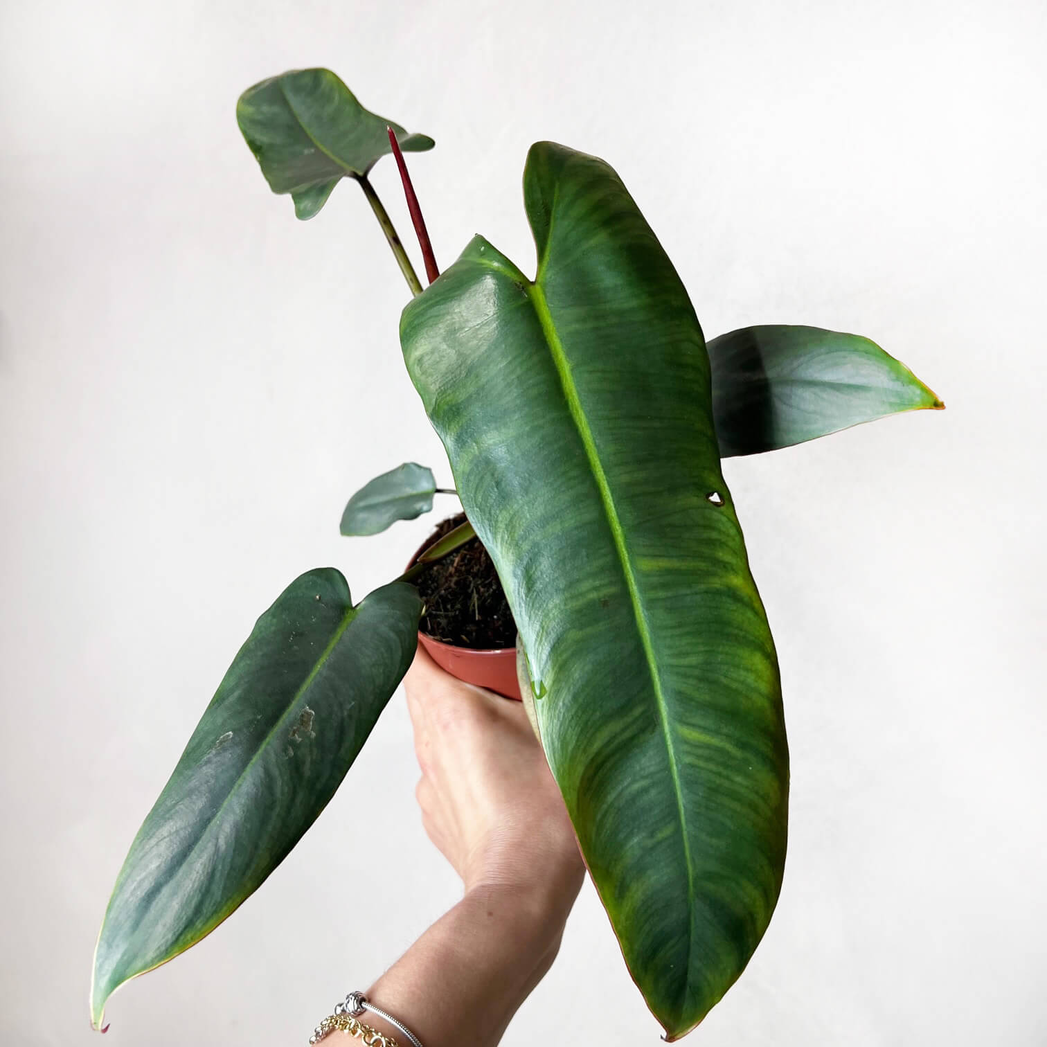 Philodendron Atabapoense