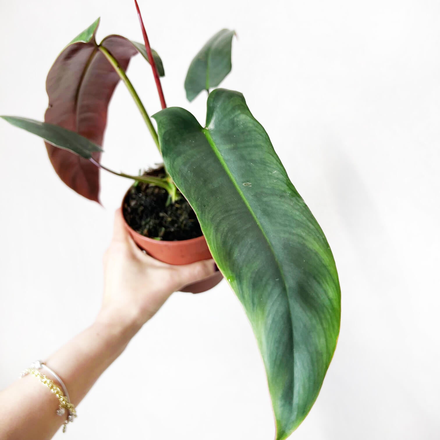 Philodendron Atabapoense