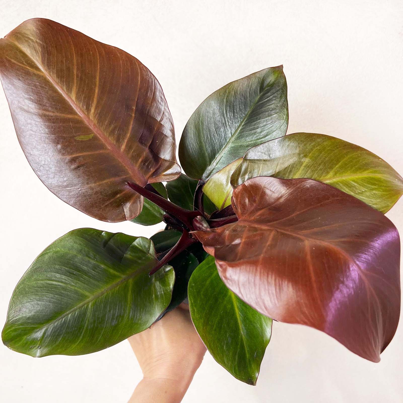 Philodendron Cherry Red