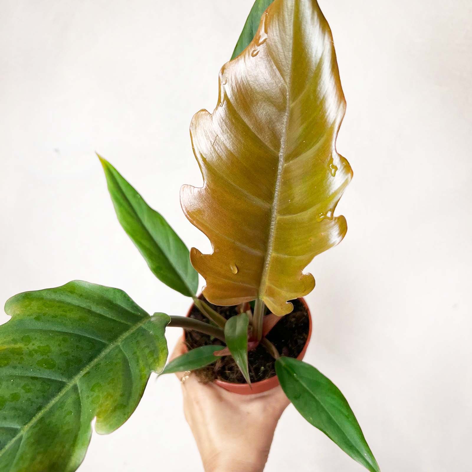 Philodendron Choco Empress