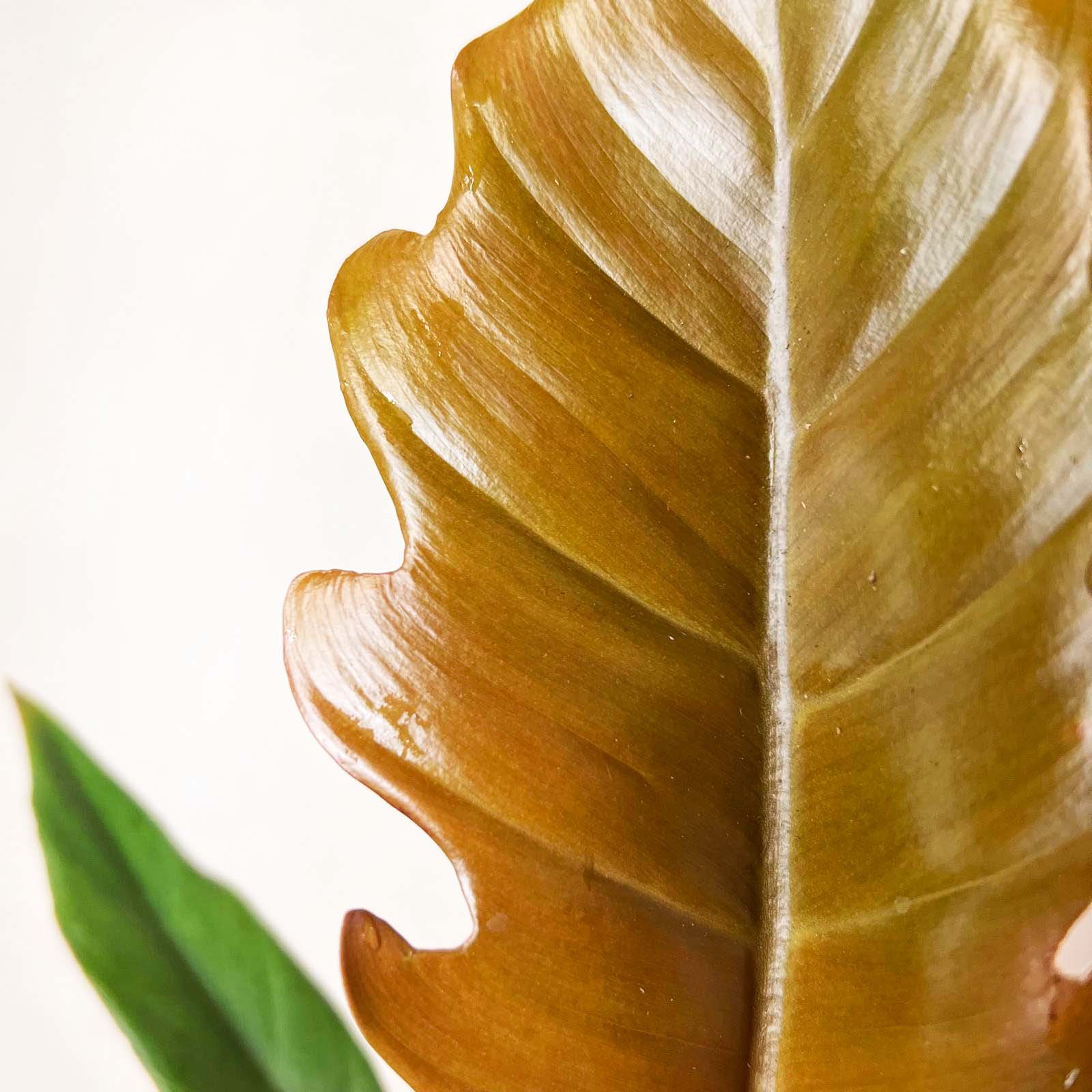 Philodendron Choco Empress