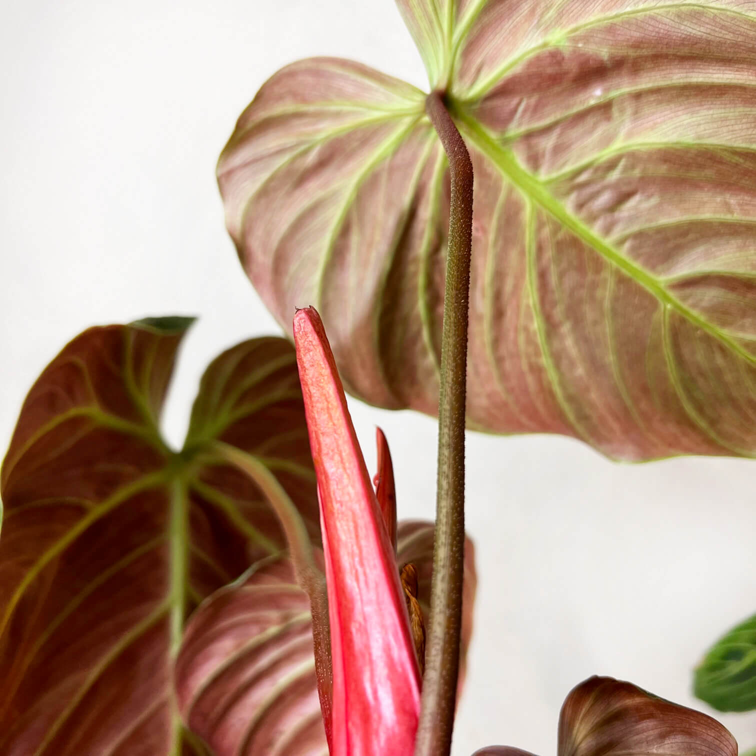 Philodendron El Choco Red